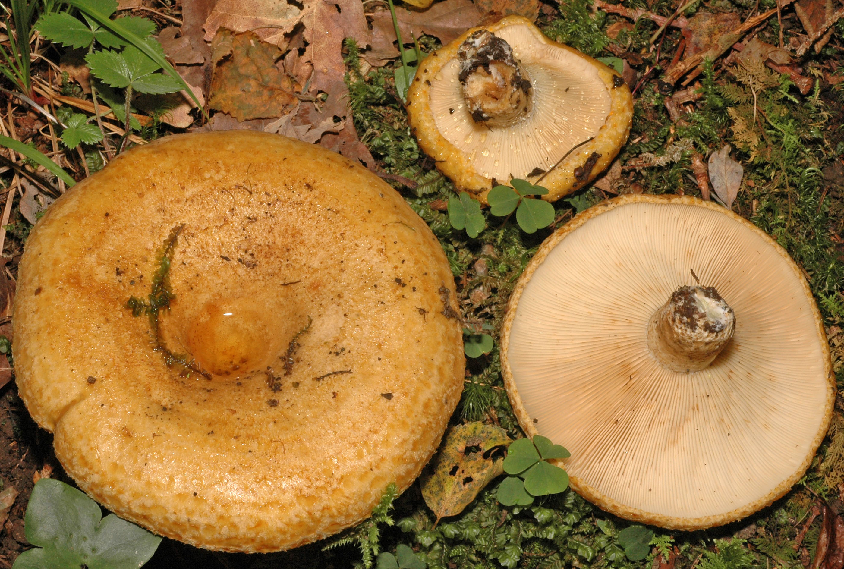 Lactarius Scrobiculatus Wallpapers High Quality | Download Free