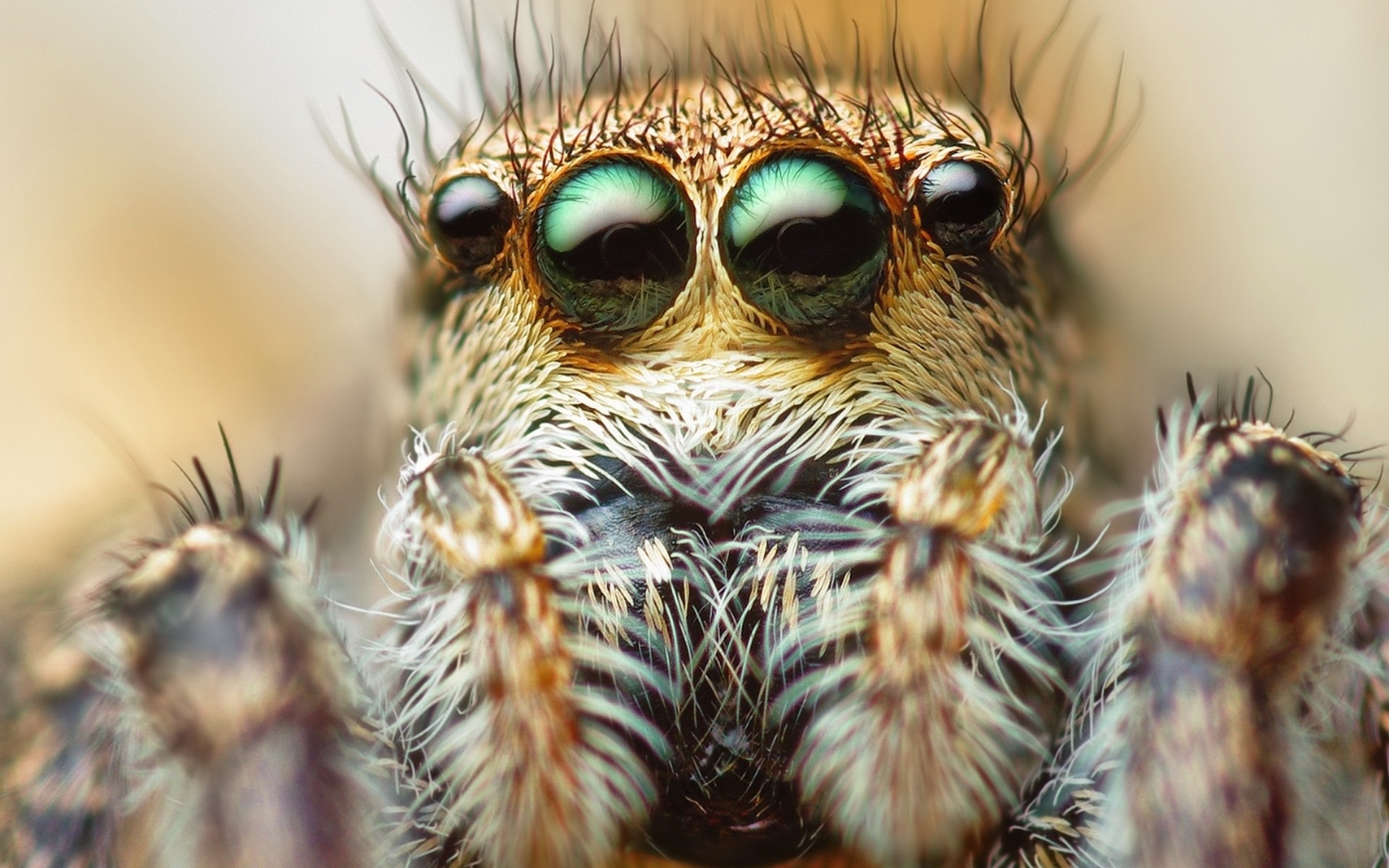Глаза насекомых имеют. Паук скакунчик глаза. Паук крестовик глаза. Паук птицеед глаза. Паук птицеед Макросъемка.
