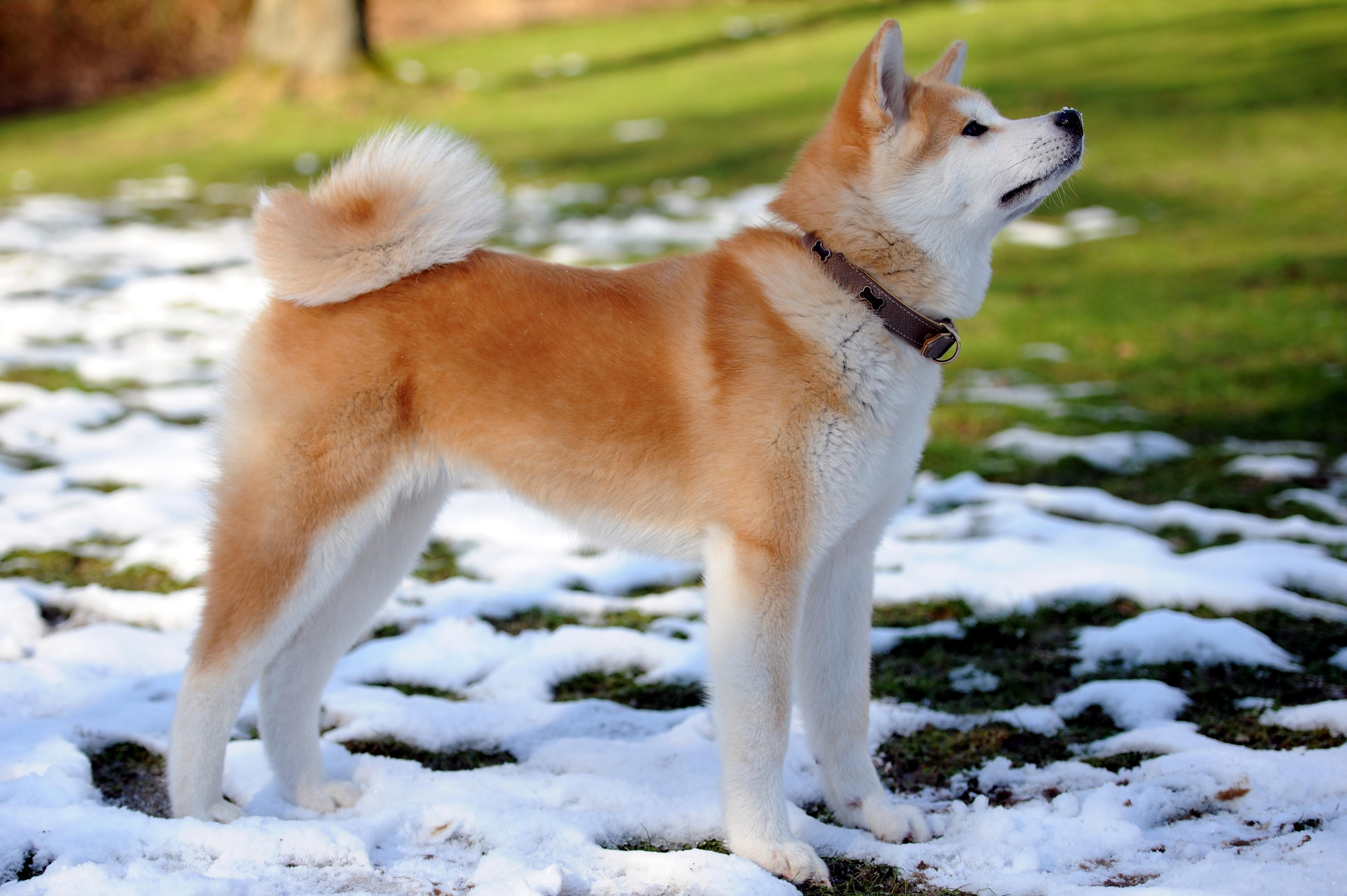 Картинку породы. Акита-ину. Порода собак Акита. Порода Хатико Акита-ину. Японская Акита ину.