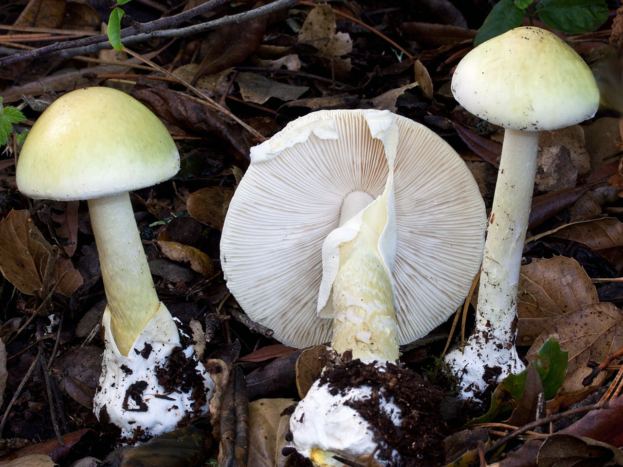 Покажи поганку. Бледная поганка. Бледная поганка гриб. Аmanita phalloides – бледная поганка. Бледная погоганка гриб.