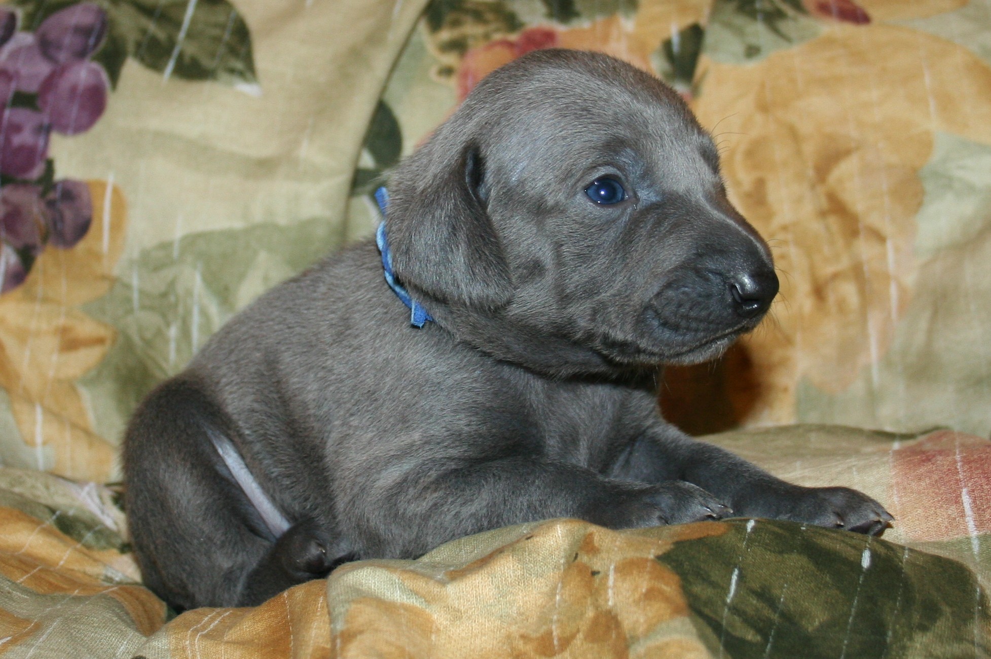 Собака голубого окраса. Веймаранер купированный голубого окраса. Щенки голубого окраса. Blue Lacy порода собак.