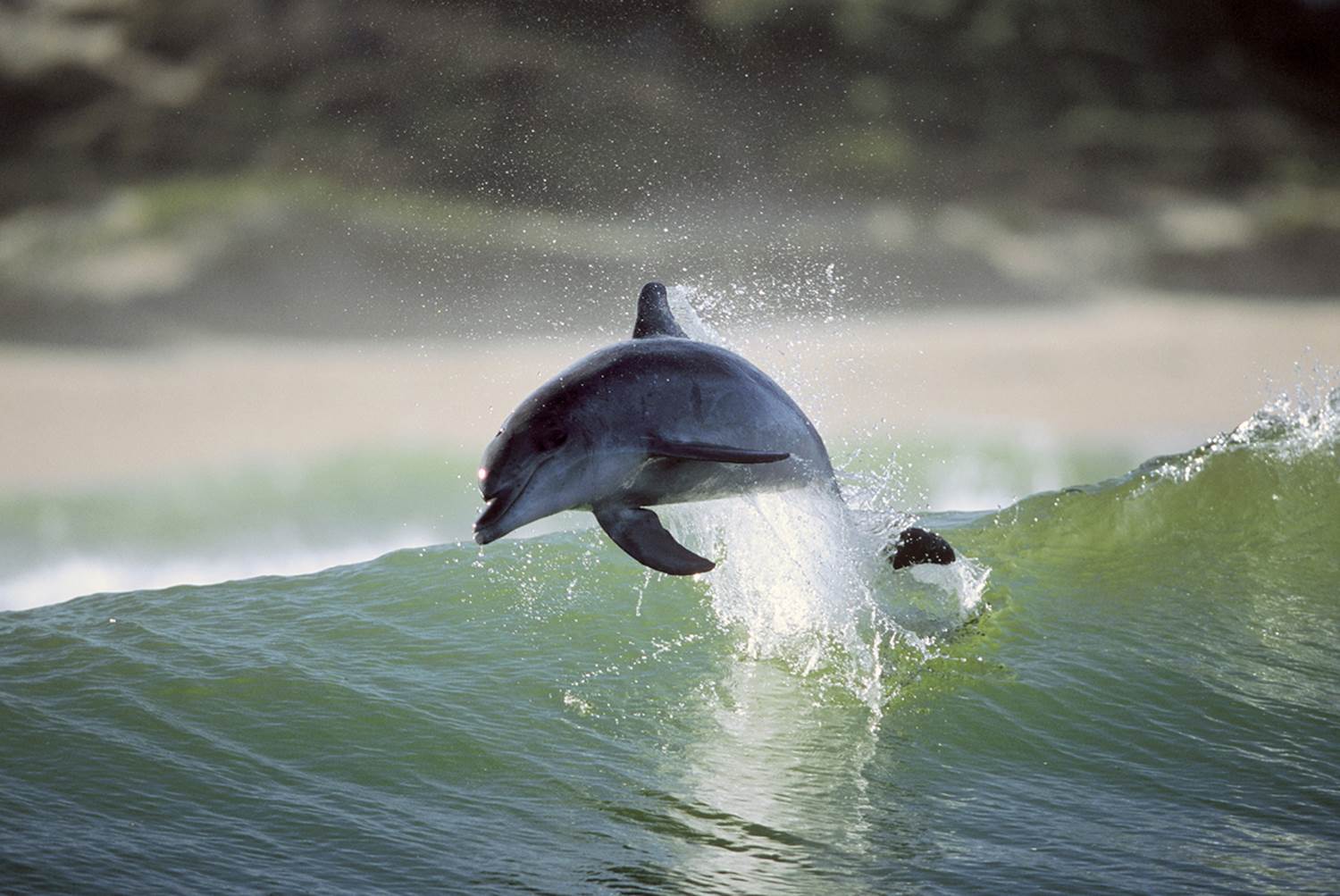 Дельфины уплывают в океан слушать. Дельфин-Афалина. Нильский Дельфин. Дельфины в море. Дельфин картинка.