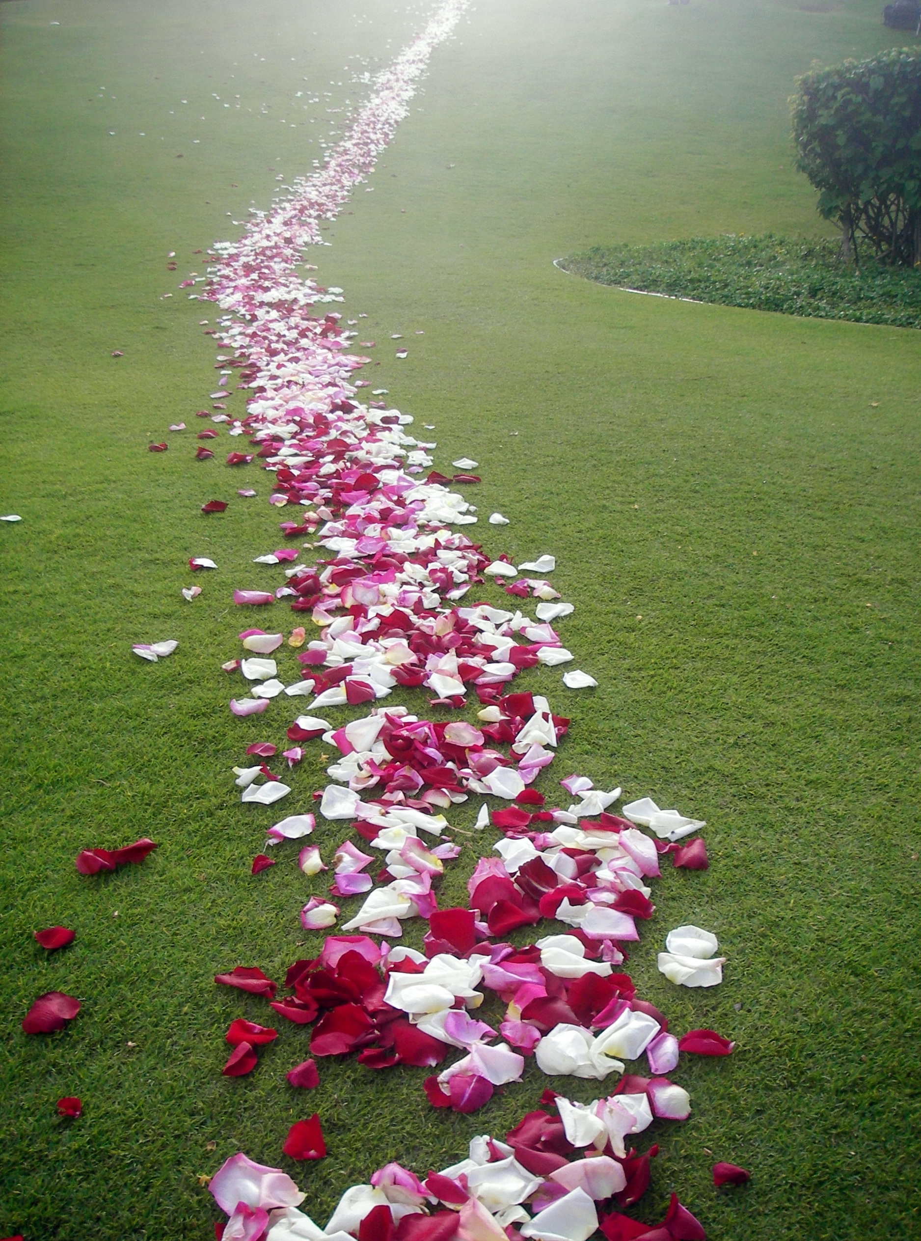 Цветы любви в вади сафия. Дорожка из цветов. Дорожка из лепестков. Лепестки роз. Дорожка из лепестков роз.