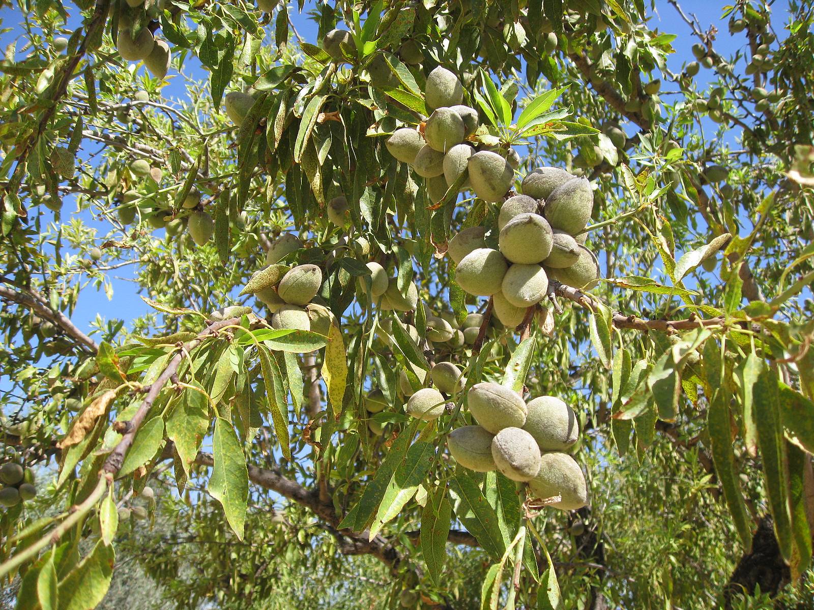 Плоды миндаля на дереве