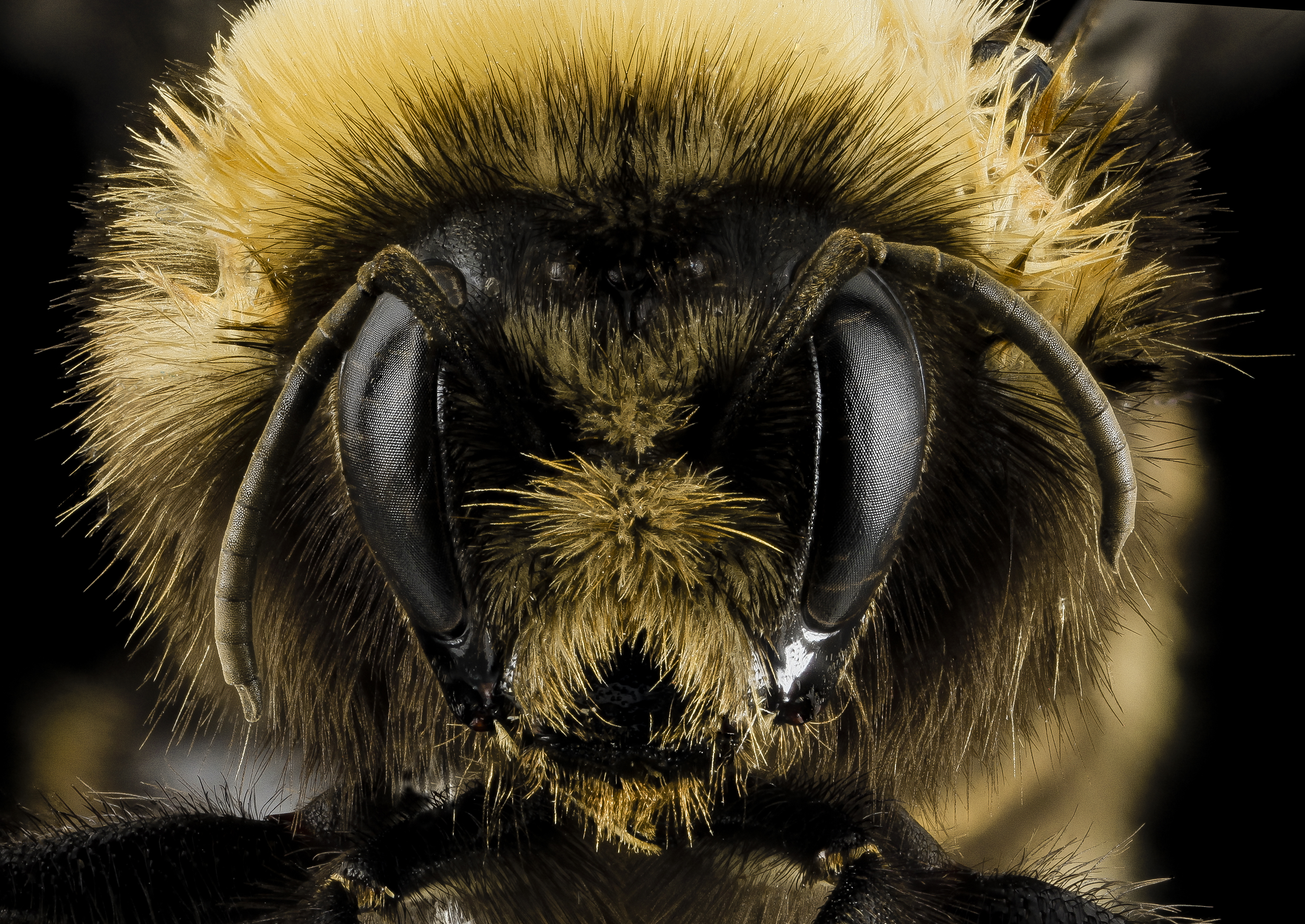 Какая голова пчел. Bombus occidentalis. Голова пчелы. Пчелы красивые фото. Агрессивная пчела.