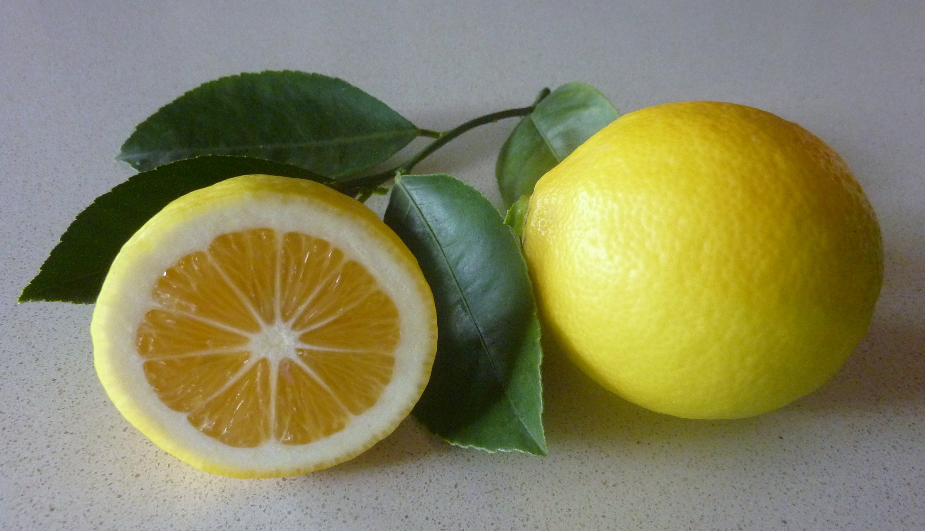 Лемон лид. Лимон Сиракузано. Лимон Лисбон. Сорт лимона Lemon ЮАР. Калабрийский лимон.