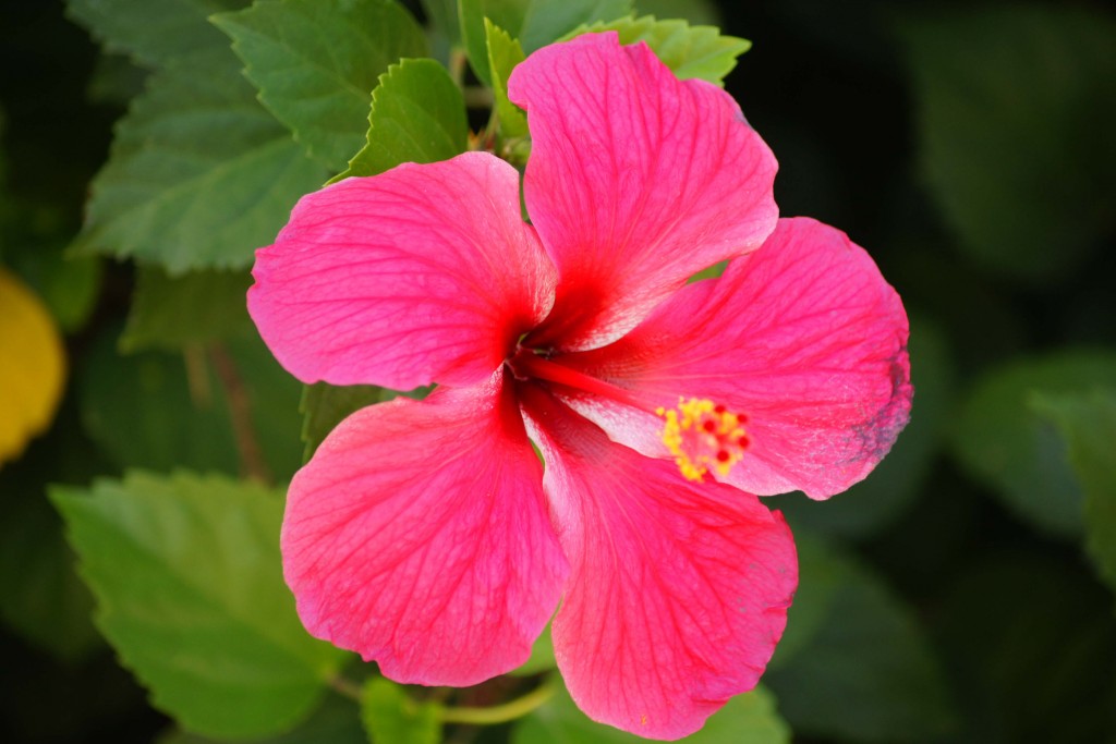 Hawaiian Hibiscus Wallpapers High Quality | Download Free