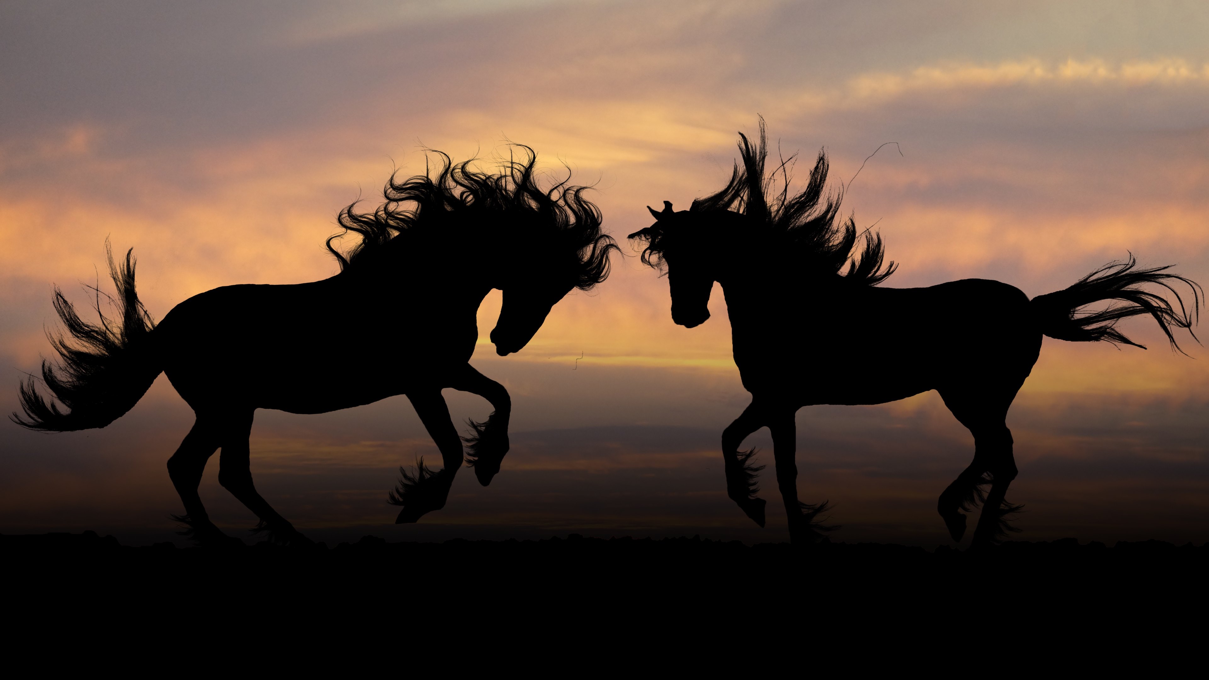4K Horses Wallpapers High Quality | Download Free
