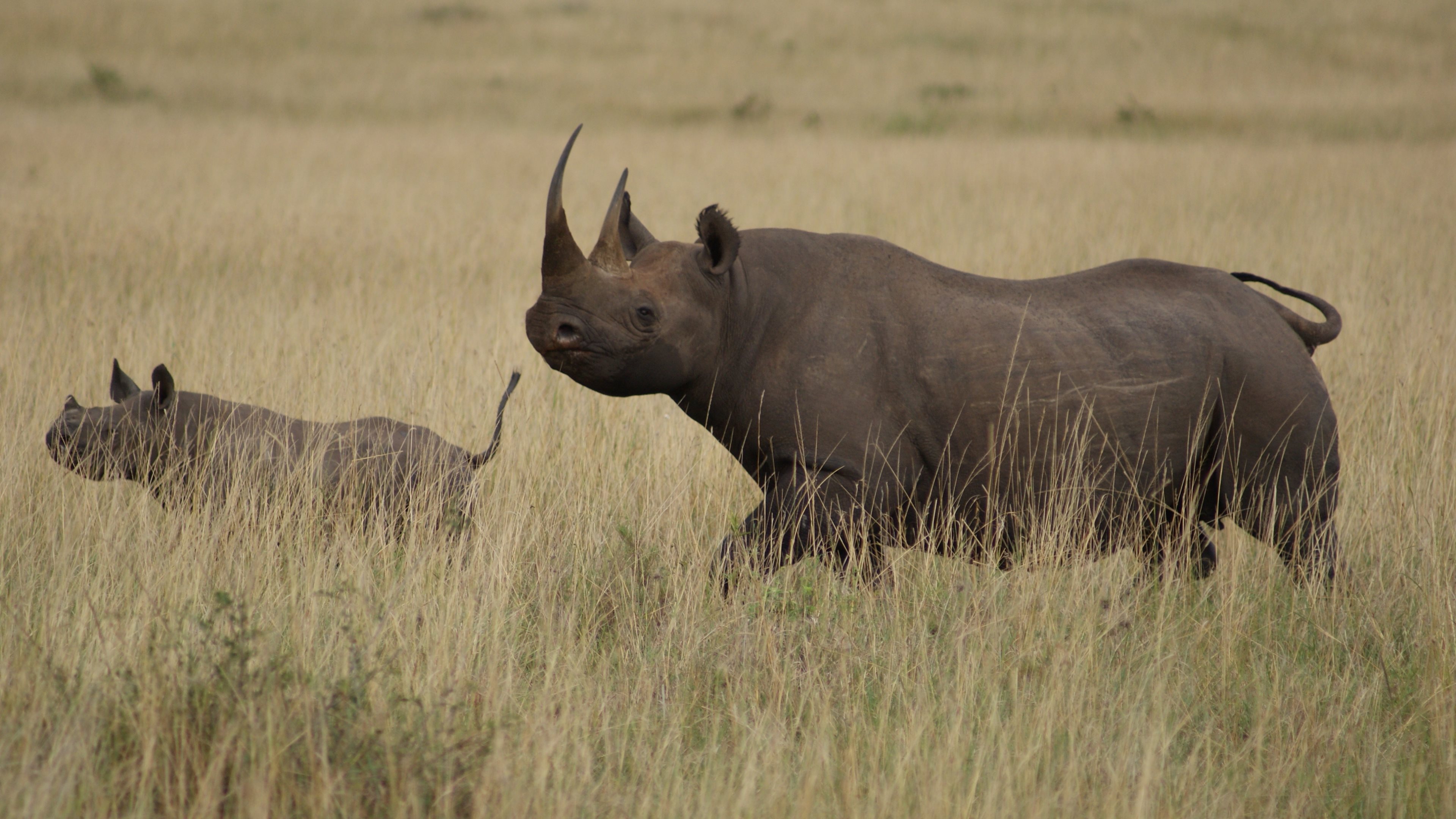 Носорог природная зона. Камерунский черный носорог. Камерунский черный носорог вымерший. Западный черный носорог вымерший вид. Камерунский подвид черного носорога.