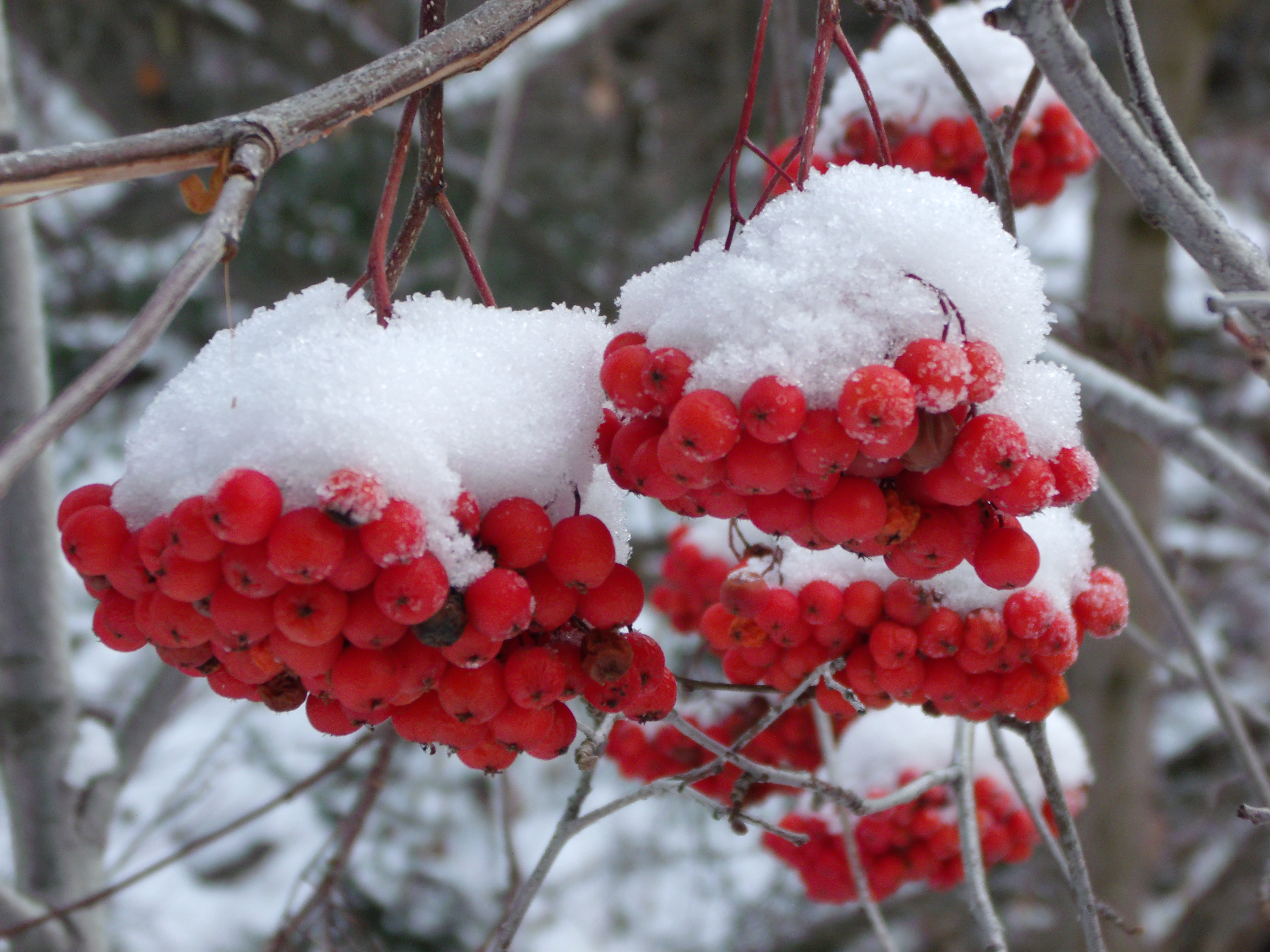 Berries In The Snow Wallpapers High Quality | Download Free