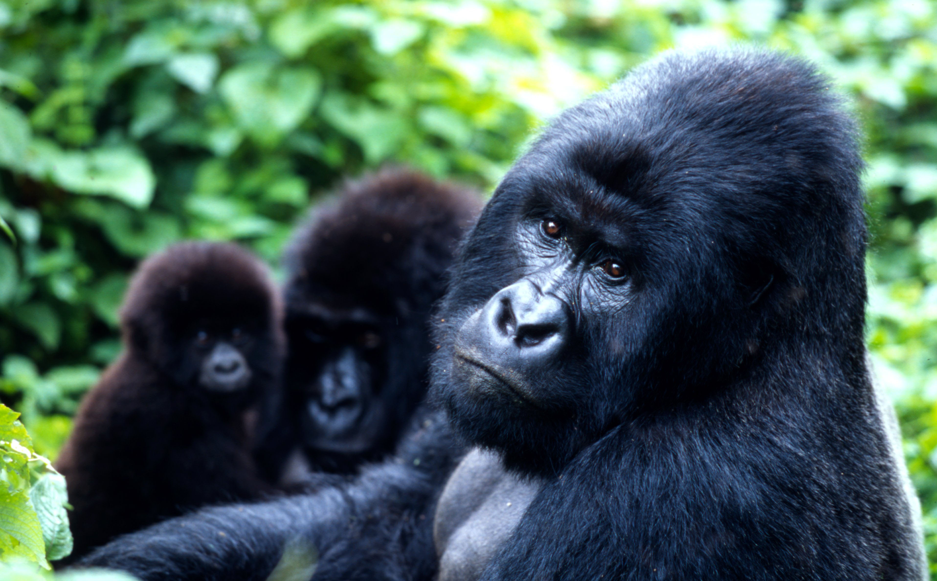 Обезьян нижний. Восточная Горная горилла. Восточная Горная горилла Африка. Горная горилла гориллы. Камерунская горилла.