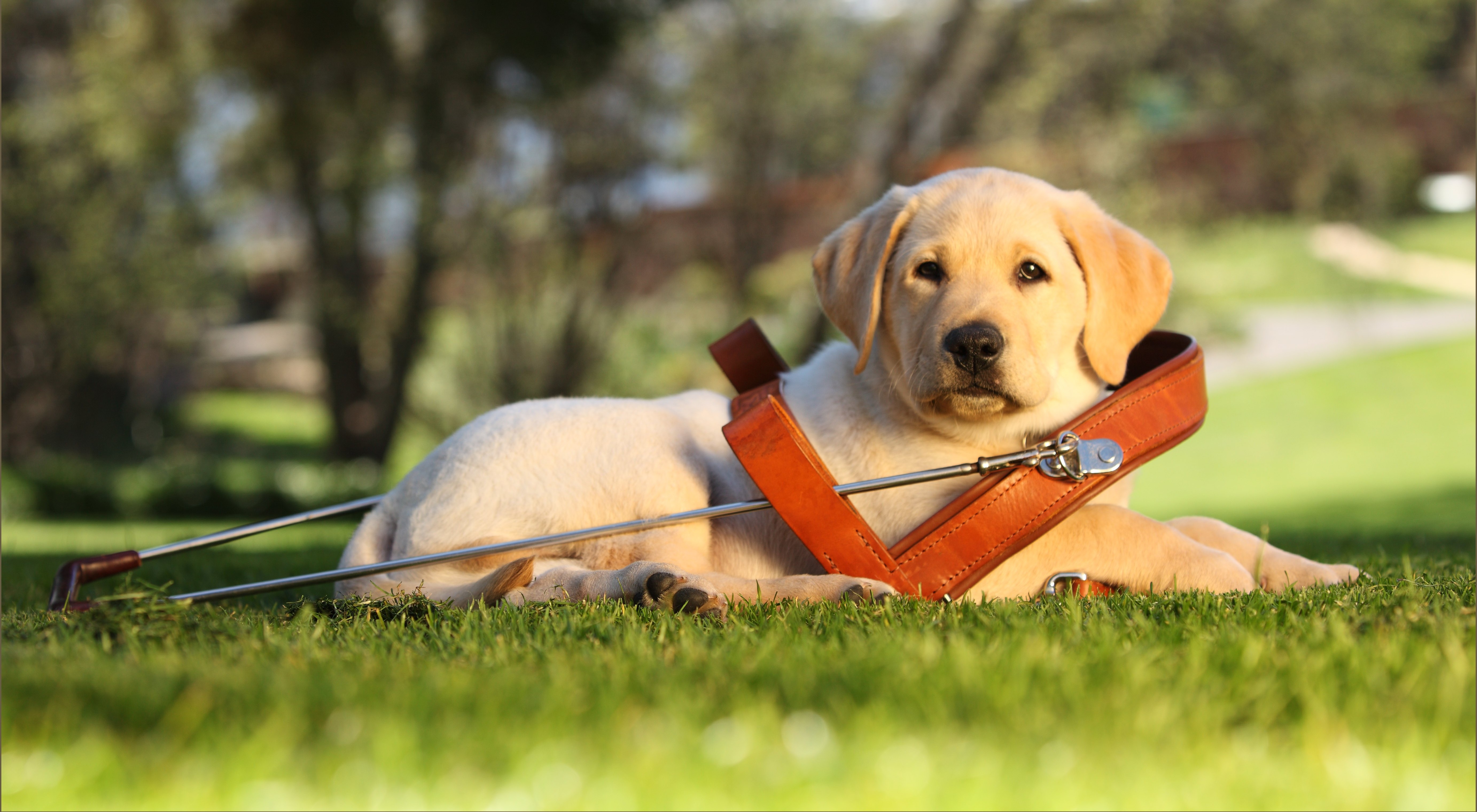 Guide-Dog Wallpapers High Quality | Download Free