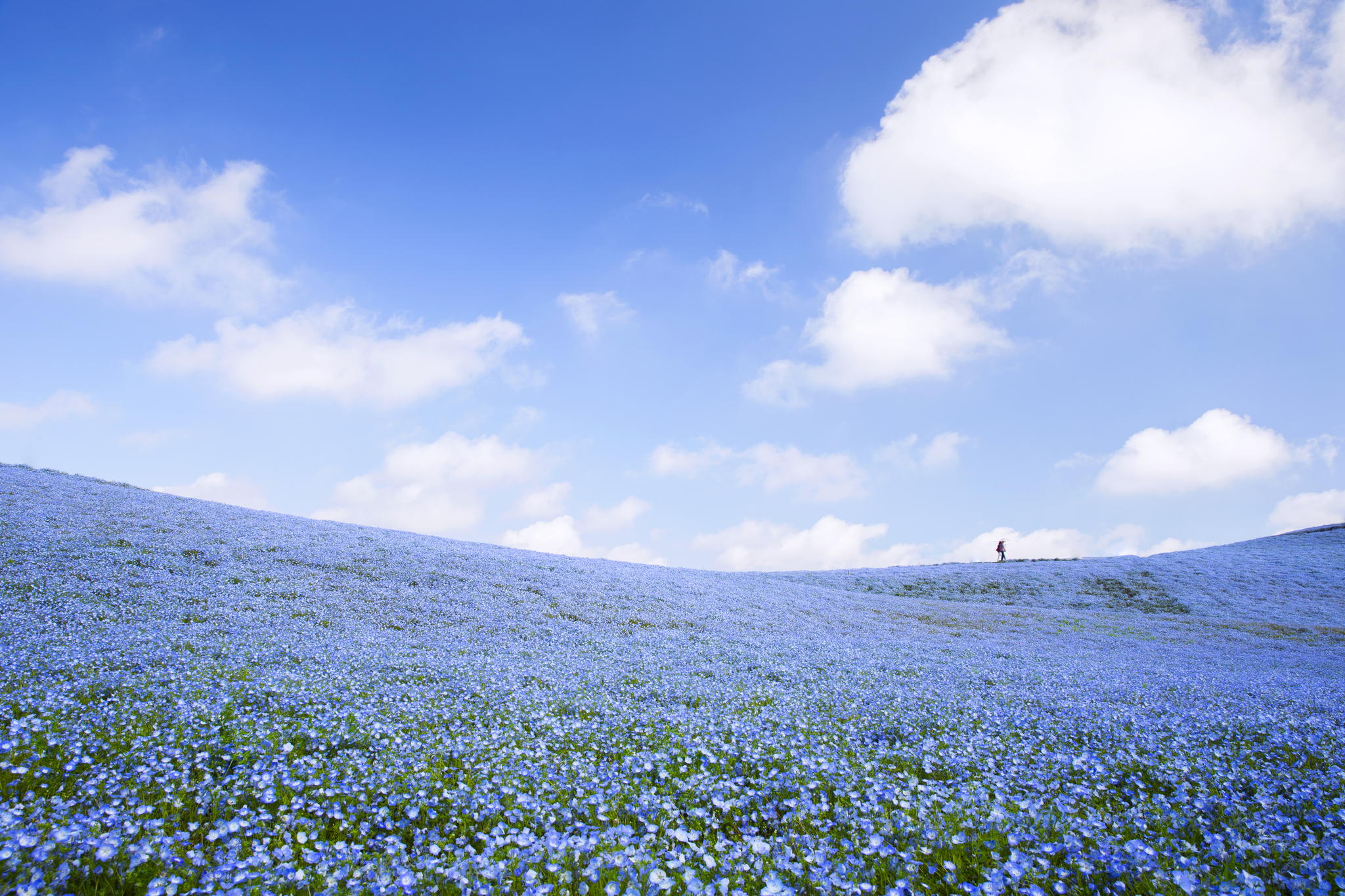 Поле незабудок. Парк Хитачи голубые поля Япония. Национальный парк Хитачи Япония. Парк Хитачи синие цветы в Японии. Хитачи Сисайд парк Япония.