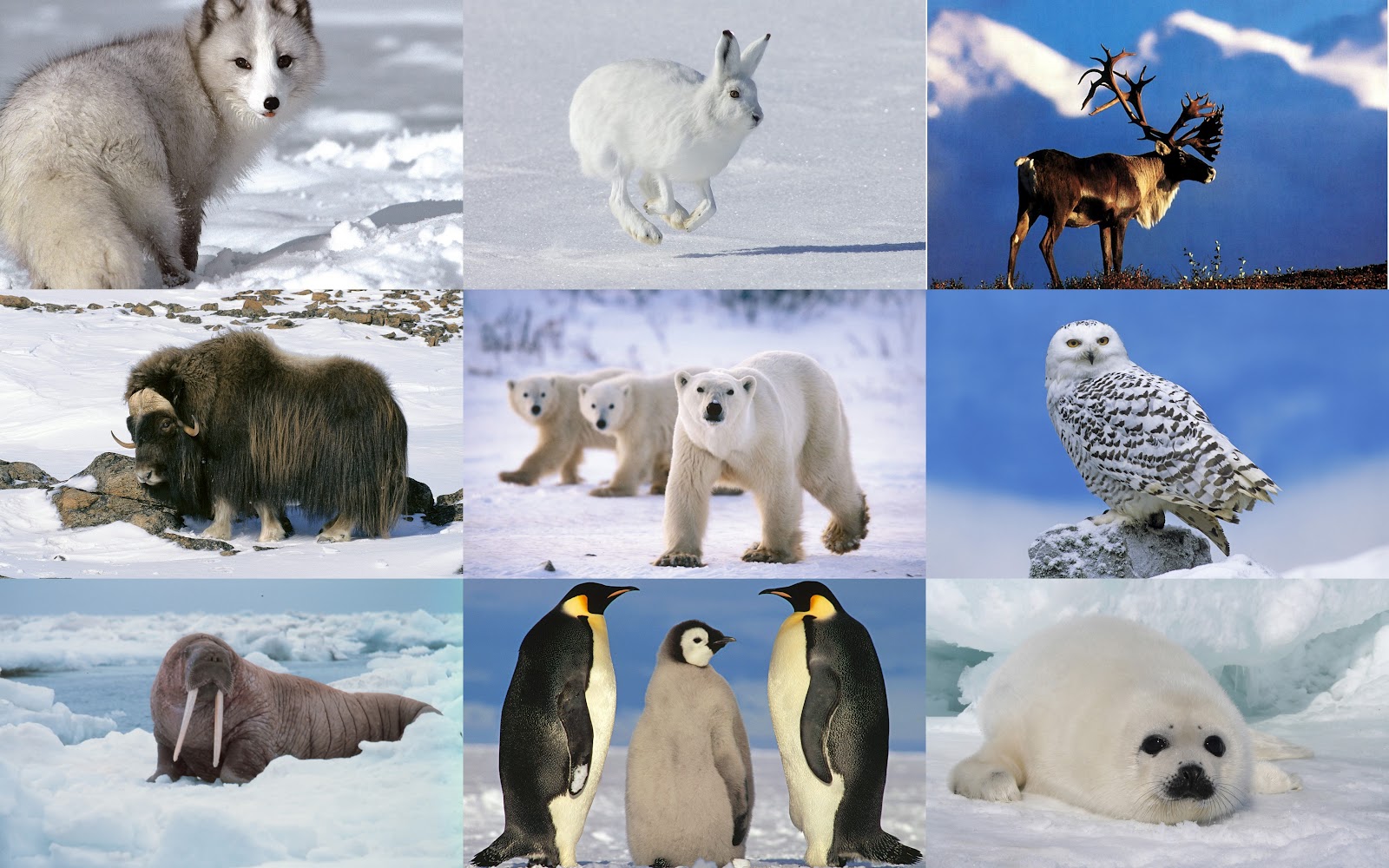 Animales que viven en la antartida