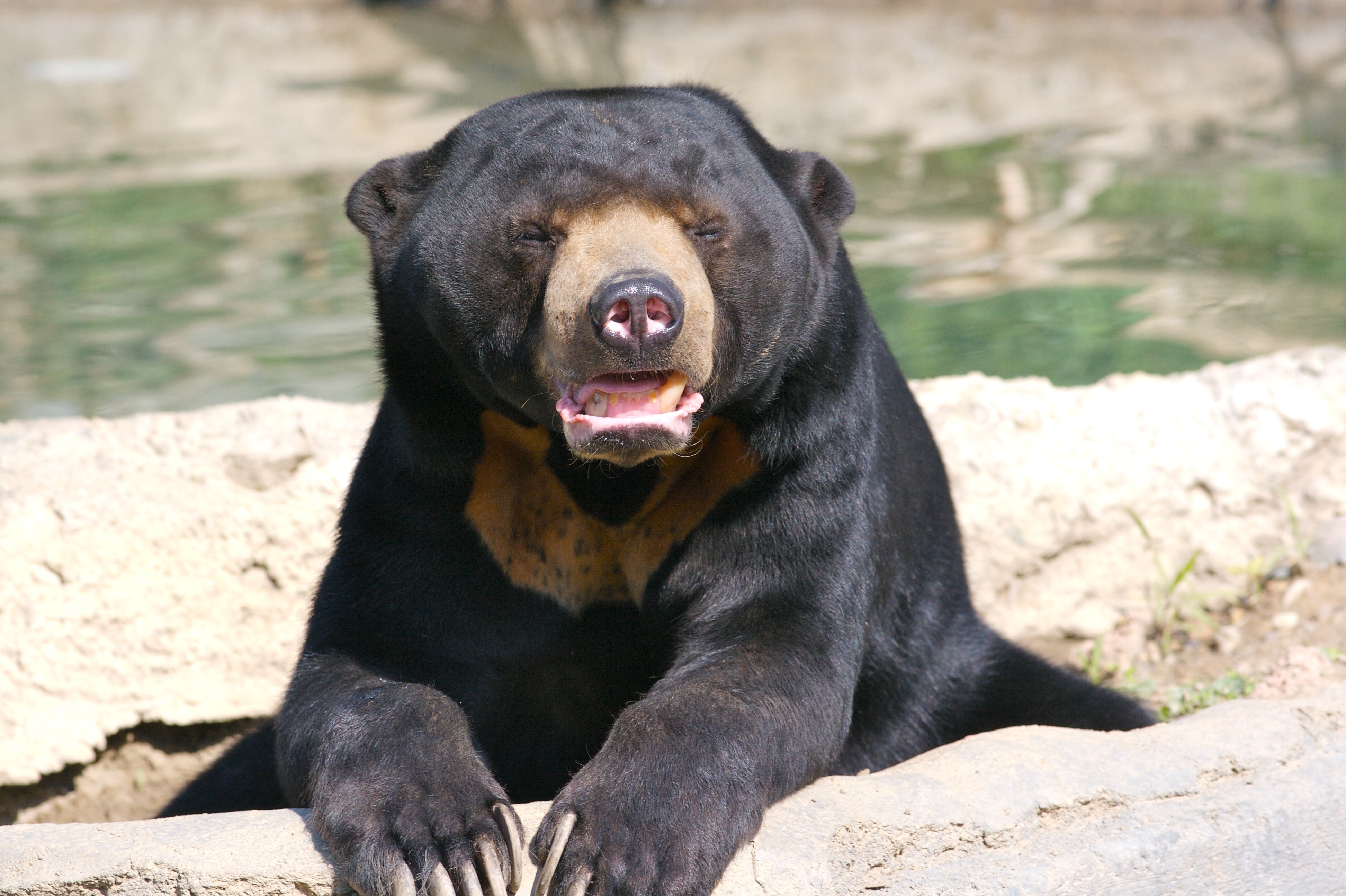 Окрас медведей. Малайский медведь и Гималайский медведь. Helarctos malayanus. Малайский медведь Медвежьи. Морда медведя.