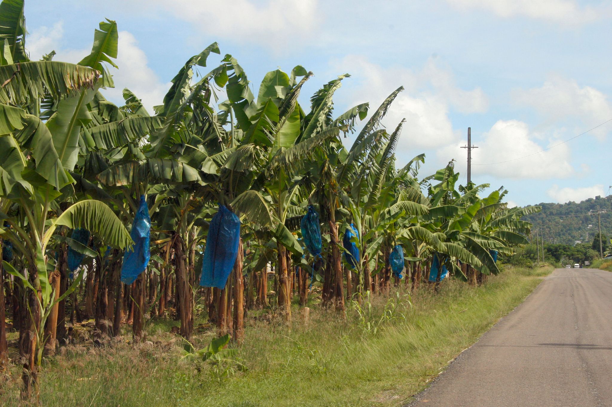 Южная Суматра банановые плантации