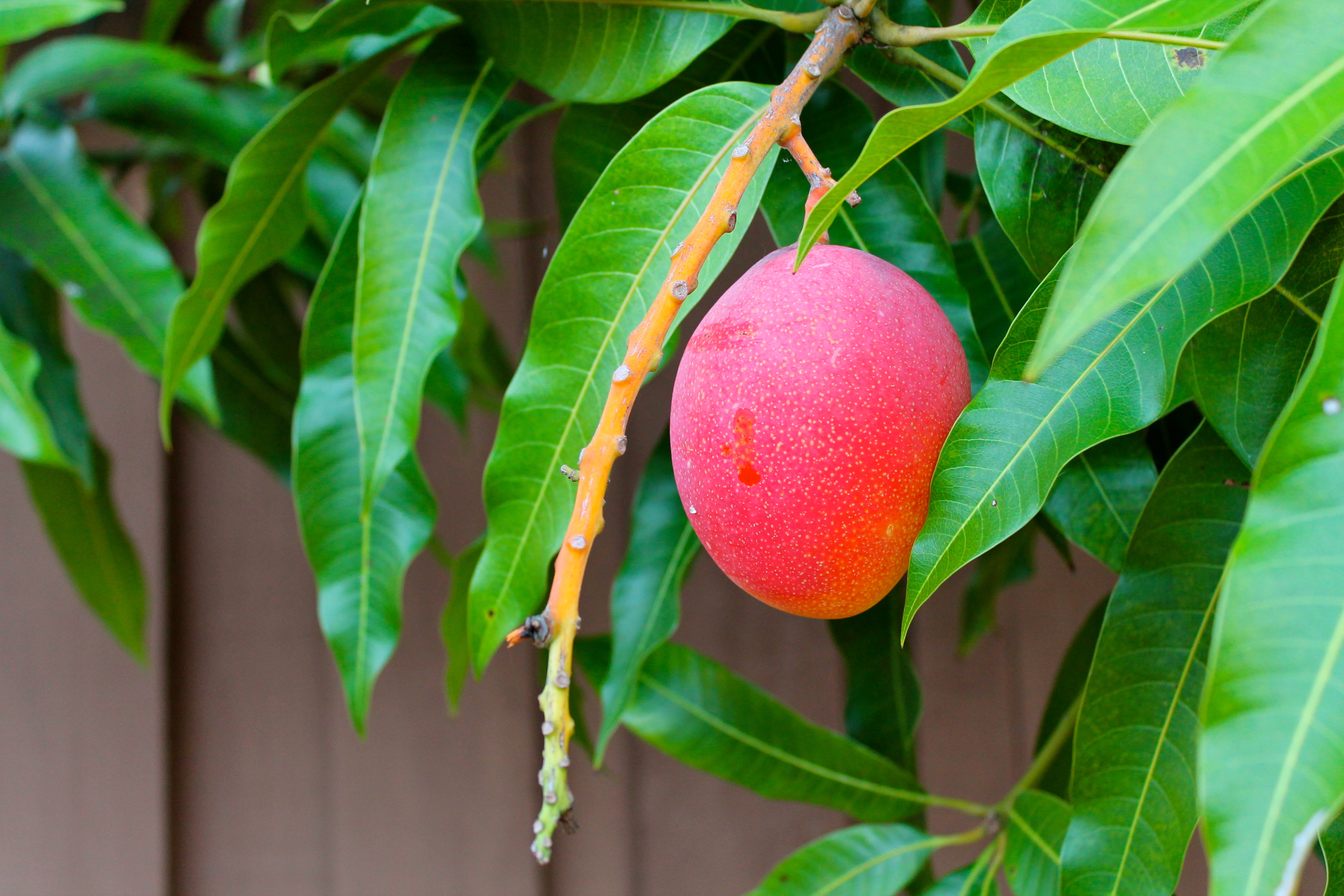 Выращиваем экзотические фрукты. Манго фрукт дерево. Дерево манго манговое дерево. Манго растение с плодами. Дерево манго с плодами.