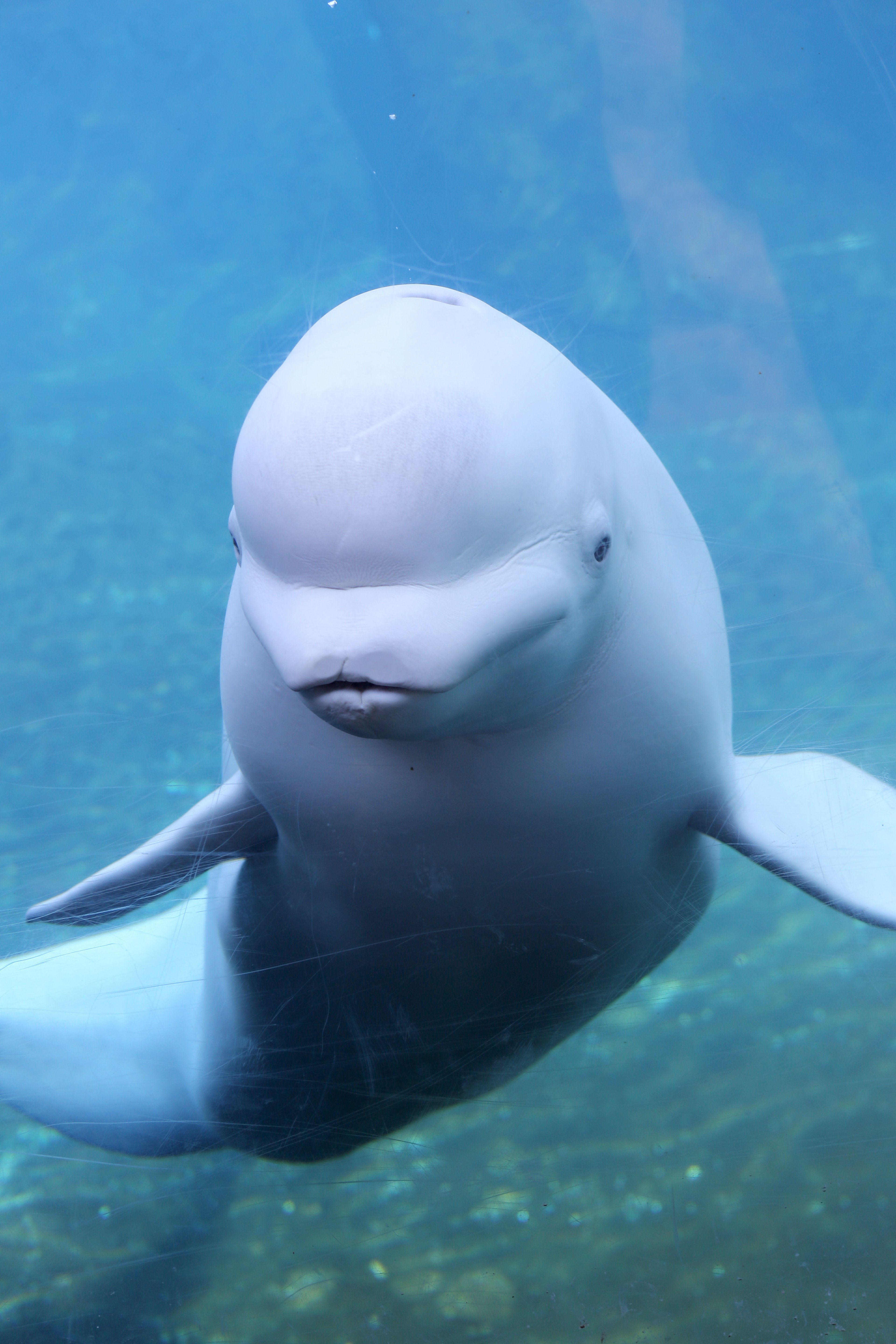 Лоб дельфина. Кит Белуха. Белый Дельфин Белуха.