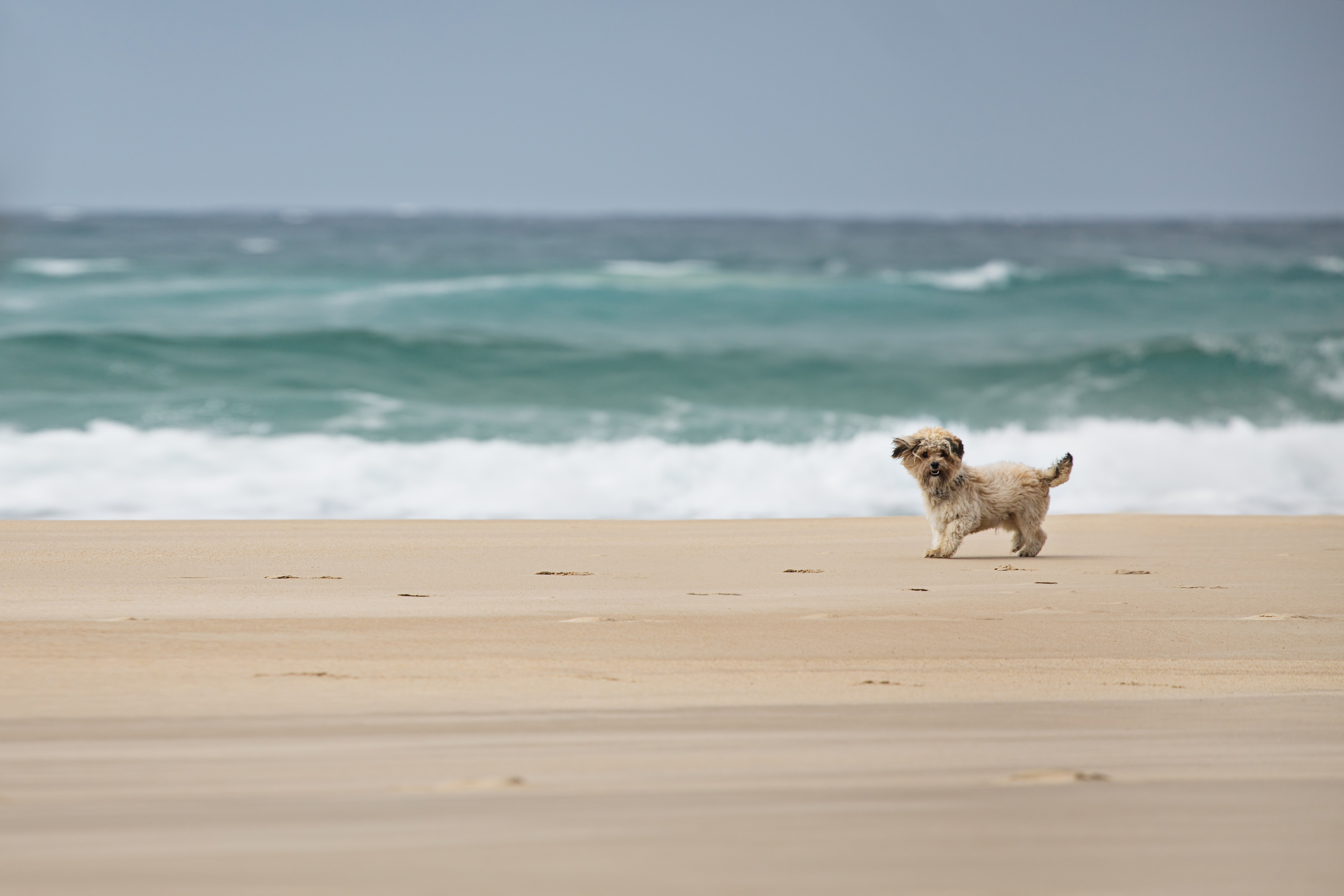 Dogs On Beach Wallpapers High Quality | Download Free