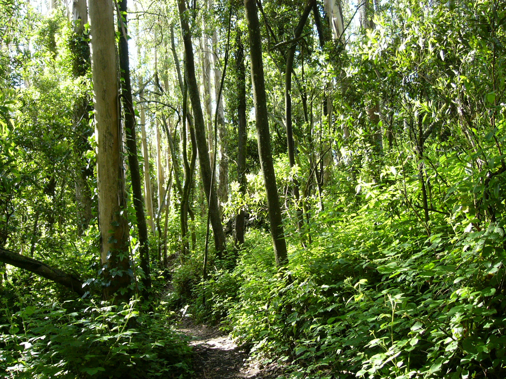 Мамайский лес экосистема