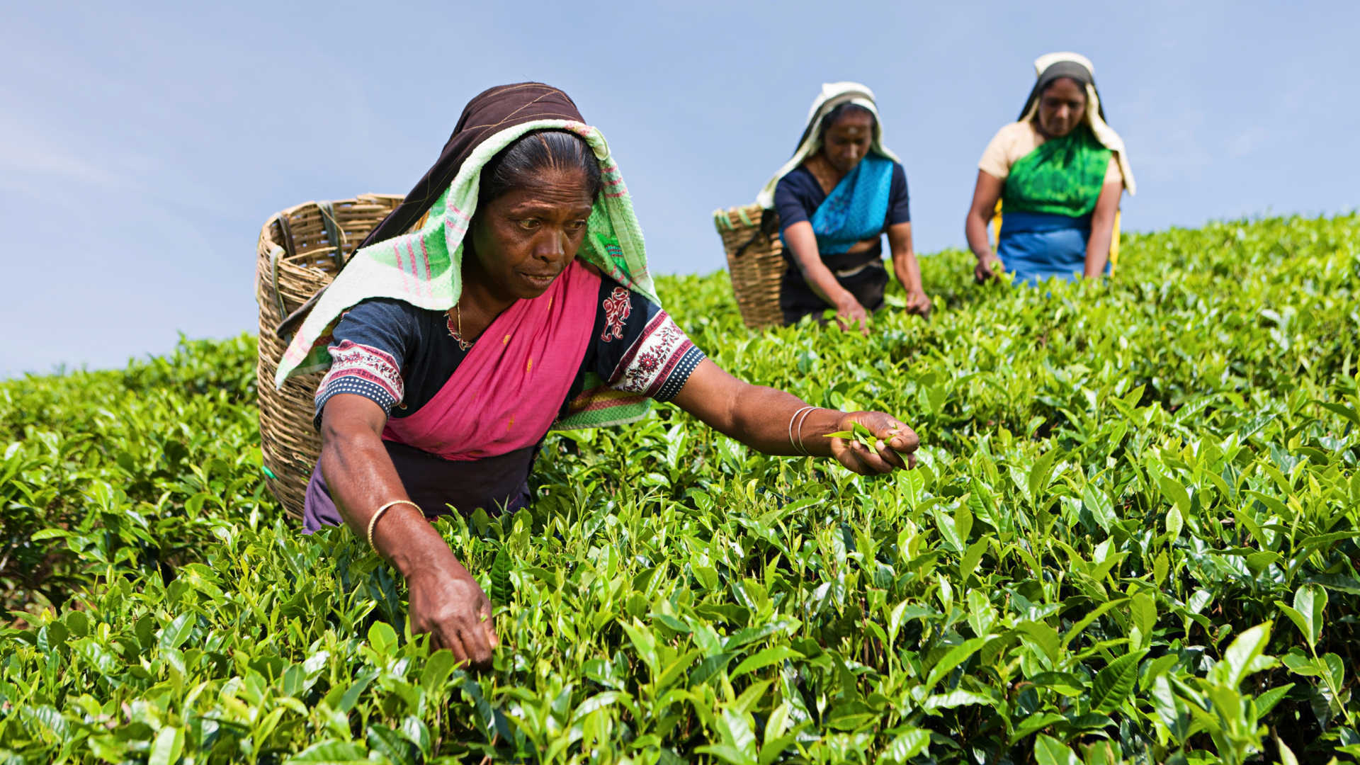 Работать на шри ланке. Цейлонские плантации Шри Ланка. Шри Ланка чайные плантации. Шри Ланка плантации чая. Сборщицы чая на Шри Ланке.