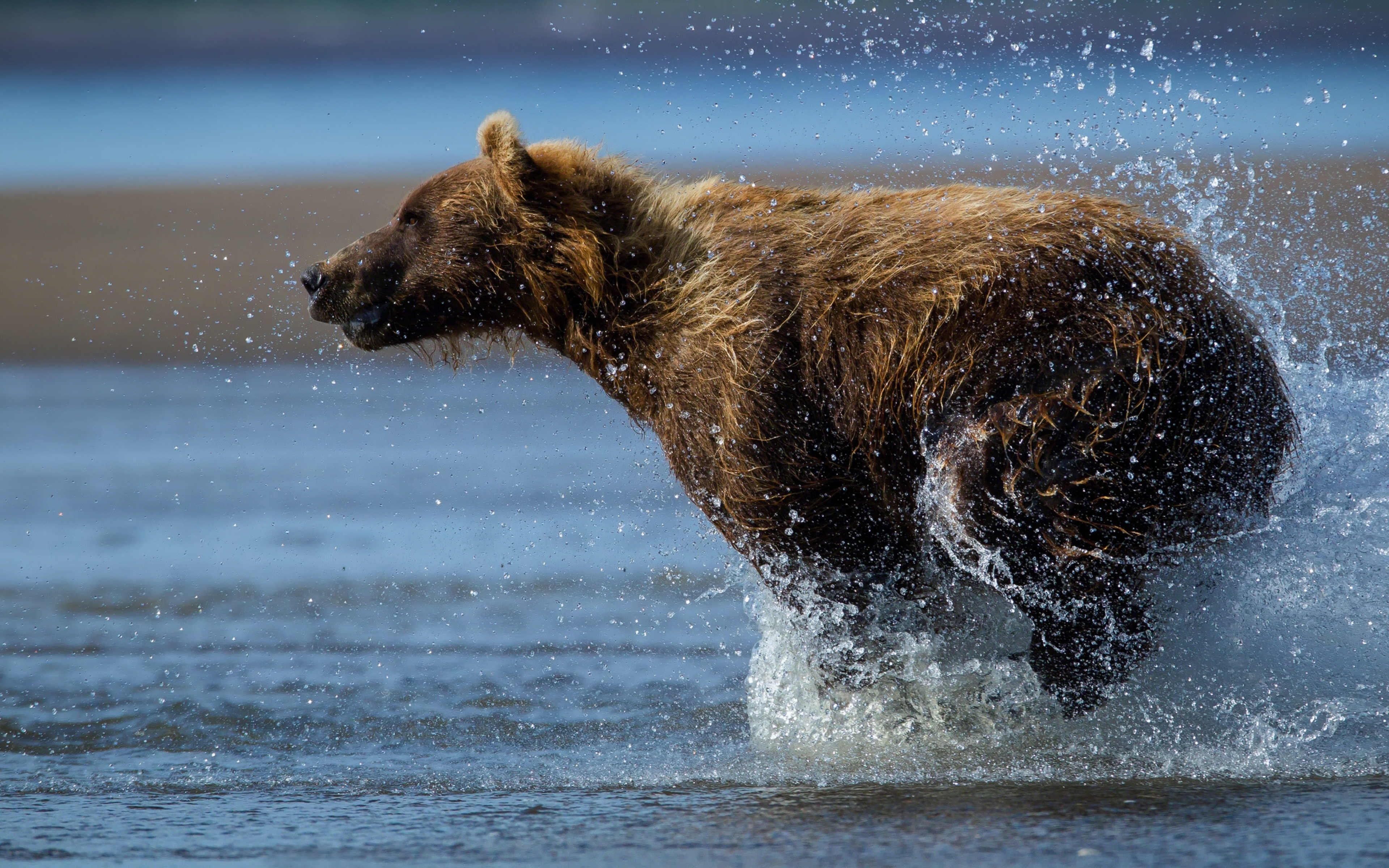 Медведь плавает скорость. Медведь бежит вид сбоку. Медведь бежит. Бурый медведь. Бурый медведь бежит.