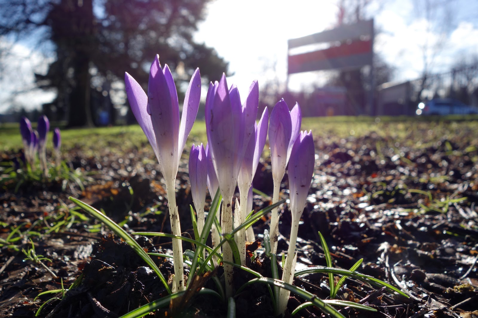 Early spring. Спринг. Spring Flowers Югославия. Гелтинг спринг.