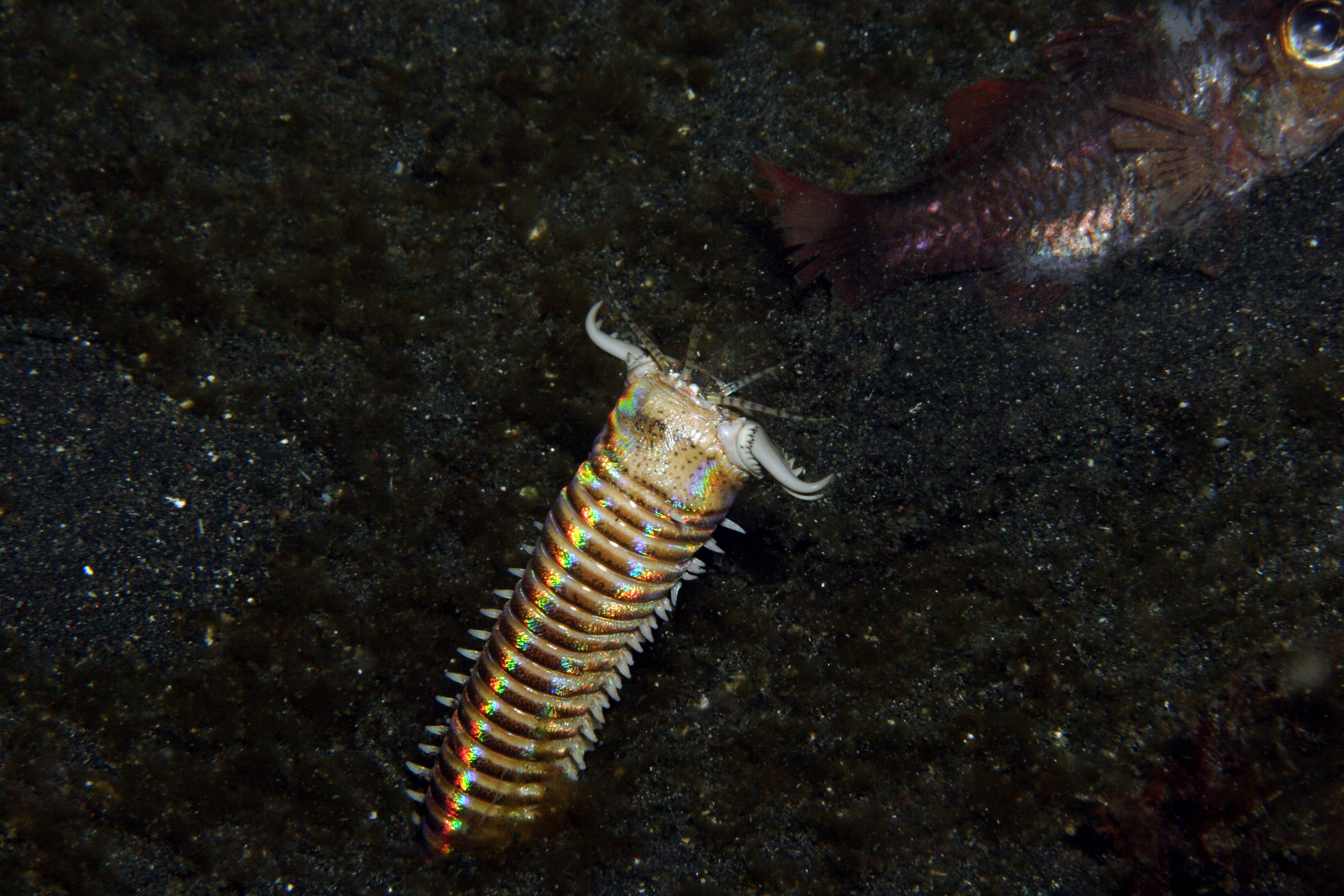 Морской червь размер. Эунице Афродита червь Боббита. Морской червь Eunice aphroditois. Австралийский пурпурный кольчатый червь. Хищный морской червь Боббит.