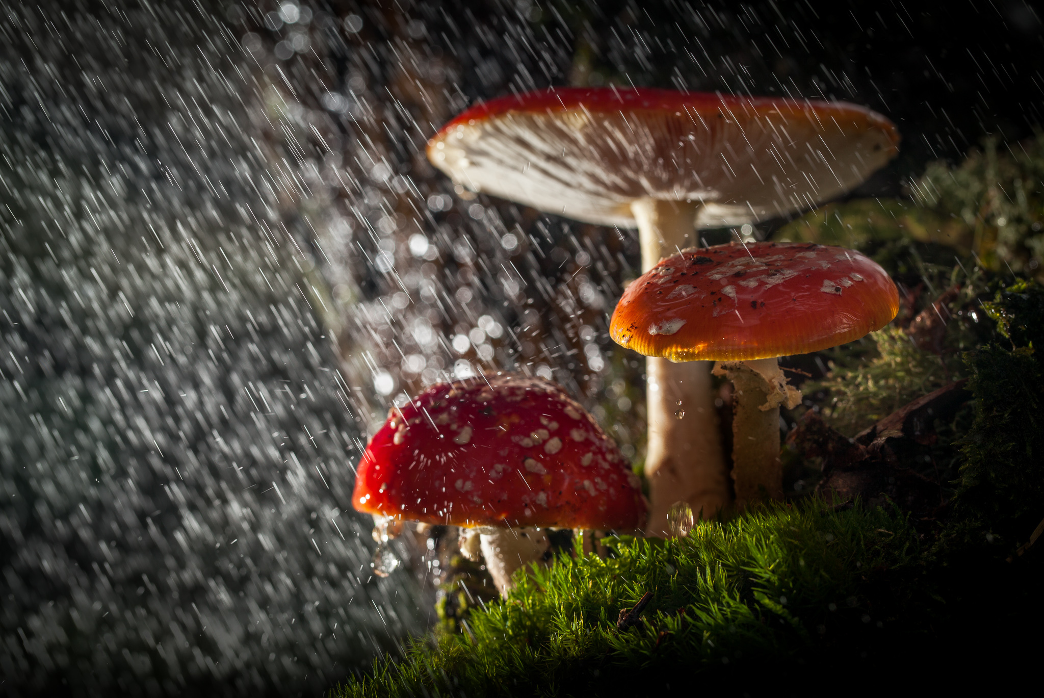 Mushrooms In The Rain Wallpapers High Quality | Download Free