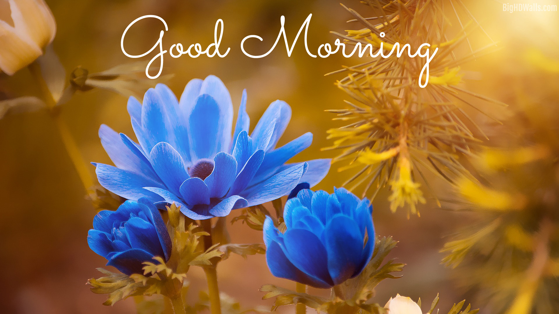 4K Good Morning Wallpapers High Quality | Download Free