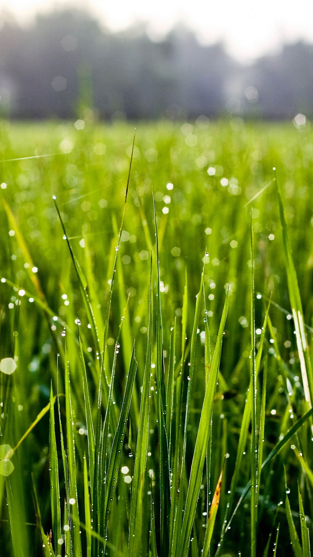 4K Green  Grass Wallpapers High Quality Download Free