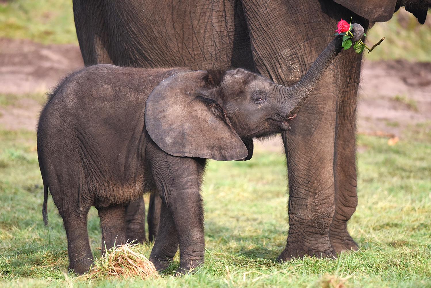 Elephant present. Маленький Слоник. Счастливый Слоненок. Слоненок с мячиком. Happy Baby слон.