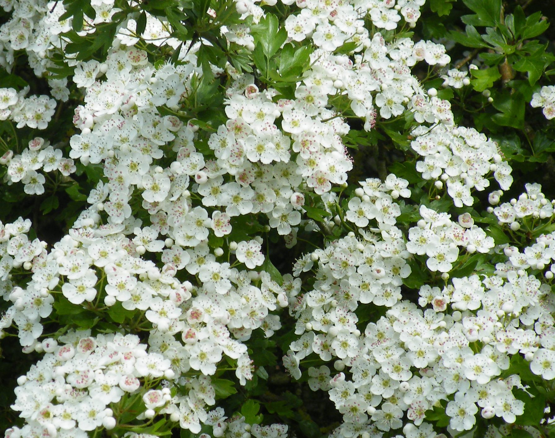 Hawthorn Wallpapers High Quality | Download Free