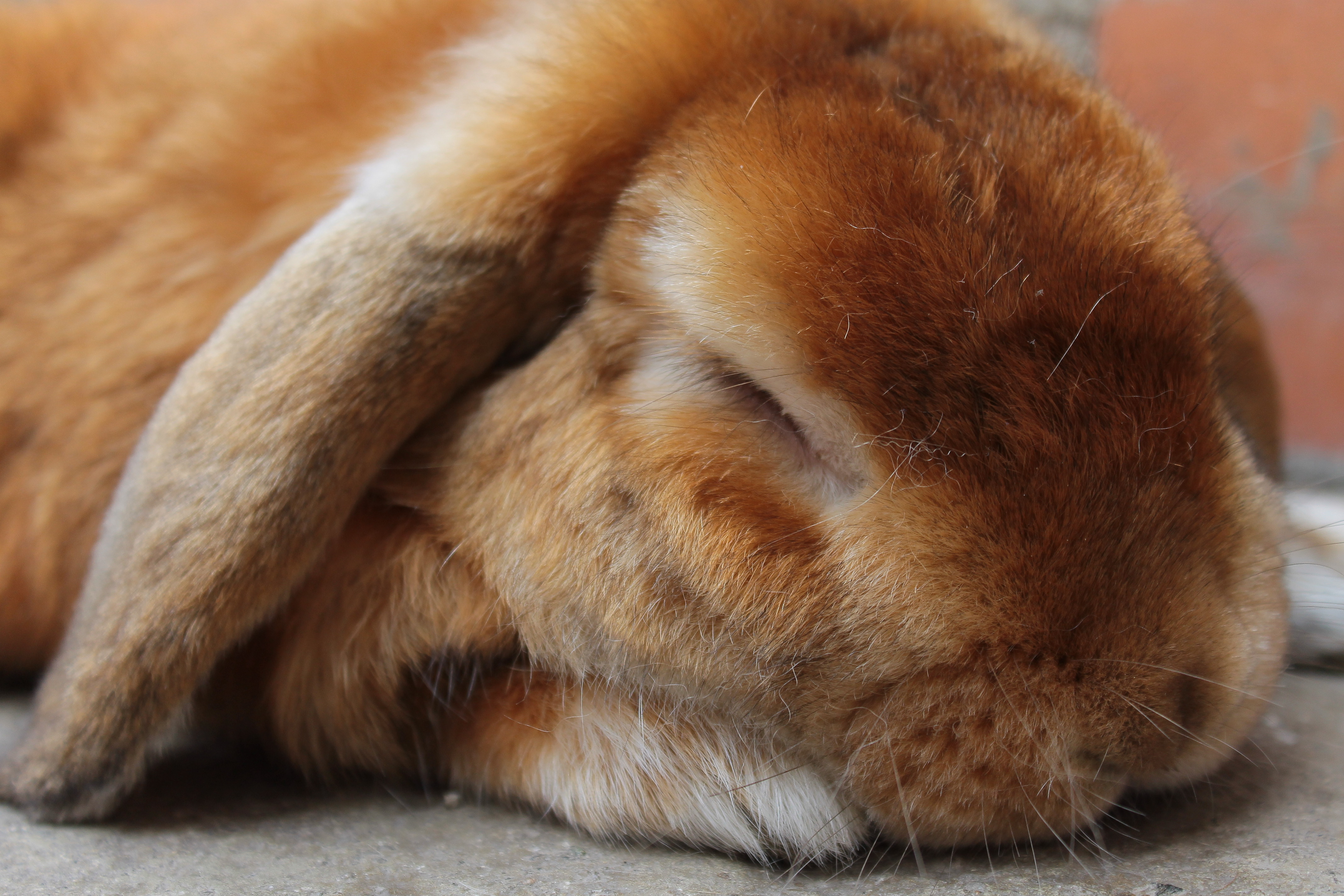 З сплячими. Спящие кролики. Сонный Зайка. Спящий заяц.