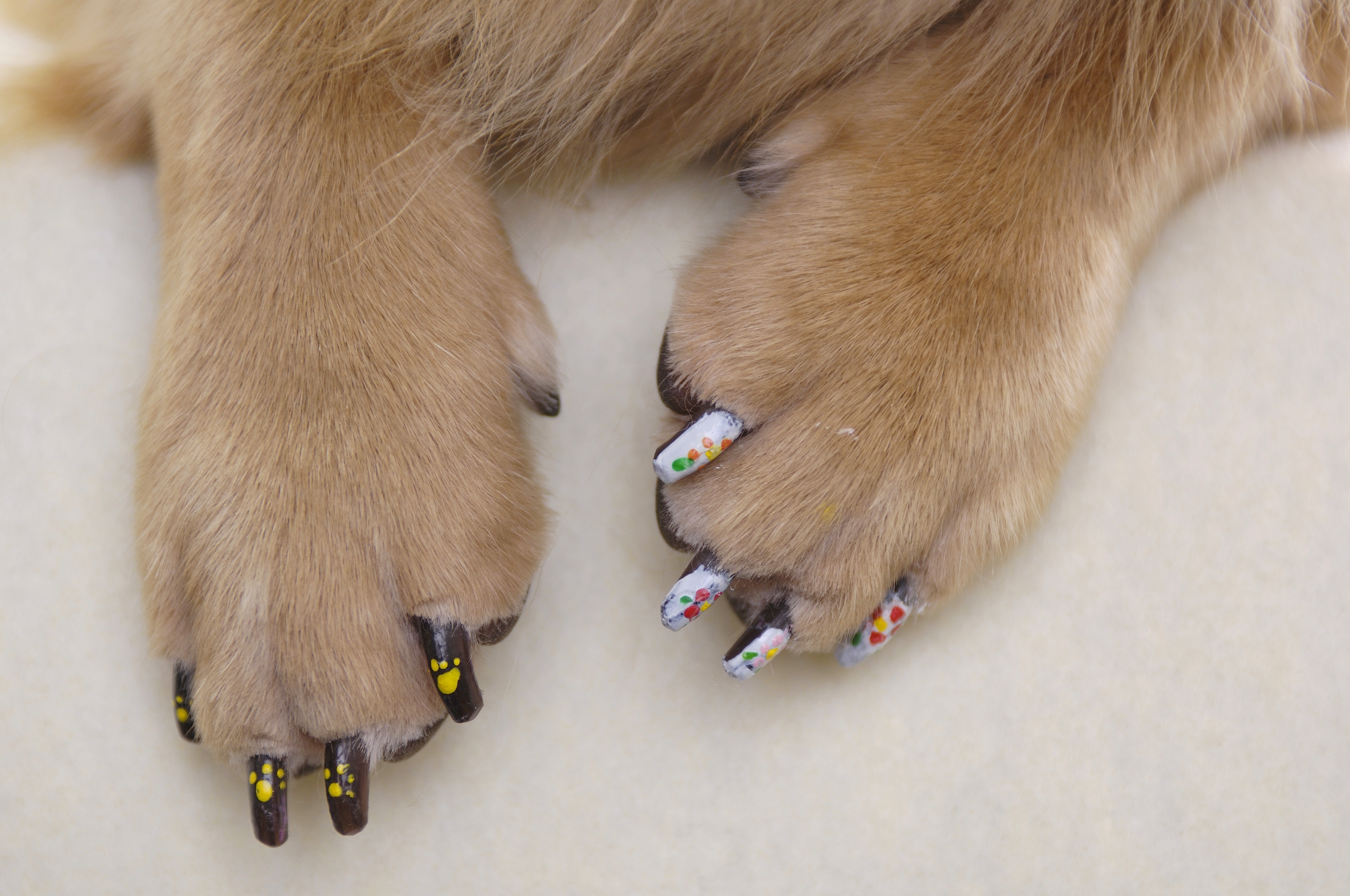 Собака с накрашенными ногтями