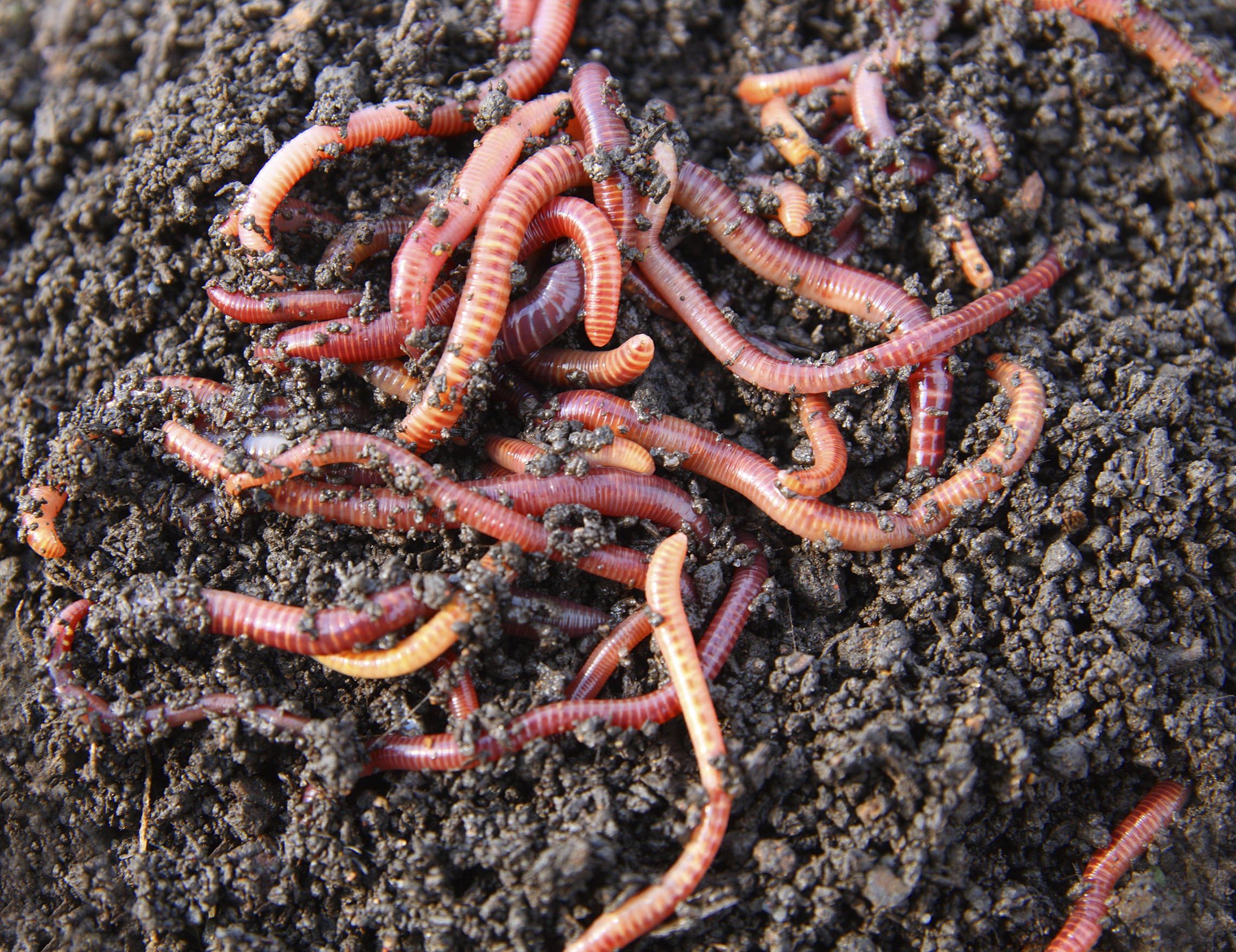 Много червей среди которых. Червь навозный (Eisenia foetida). Калифорнийский червь навозный червь. Красный калифорнийский червь. Калифорнийские дождевые черви.