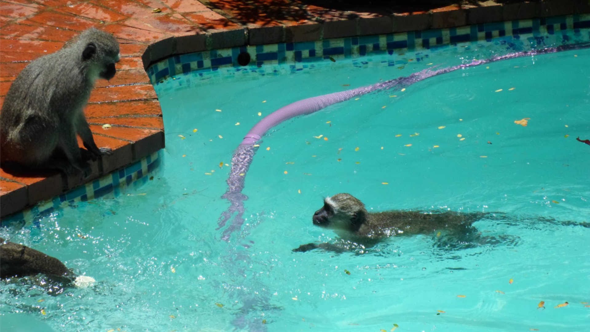 Шимпанзе плавает. Обезьяна в бассейне. Мартышки в бассейне. Обезьяны умеют плавать. Обезьянка купается в бассейне.