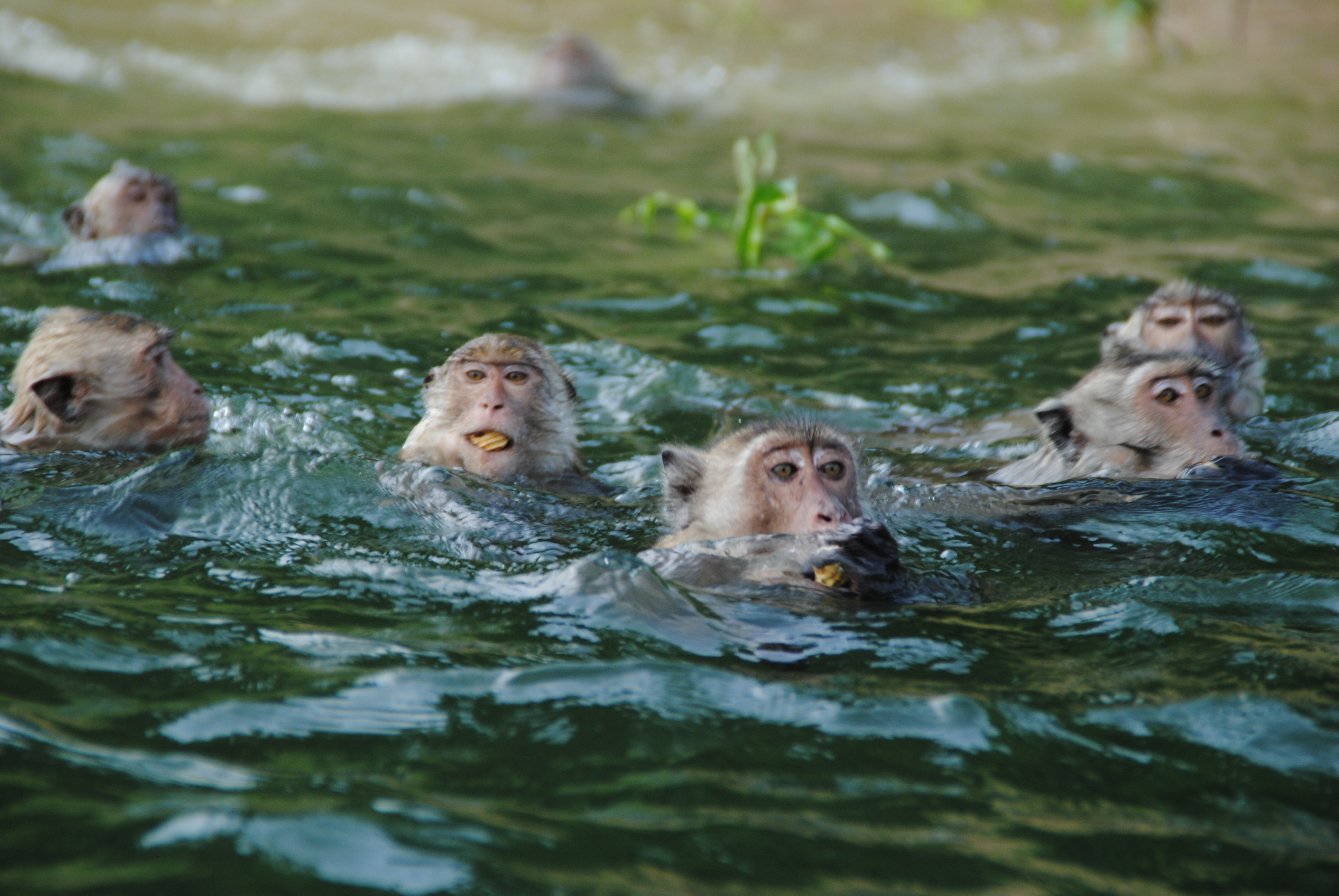Шимпанзе плавает. Обезьяна плавает. Обезьяна в бассейне. Обезьяна плывет. Обезьяны умеют плавать.