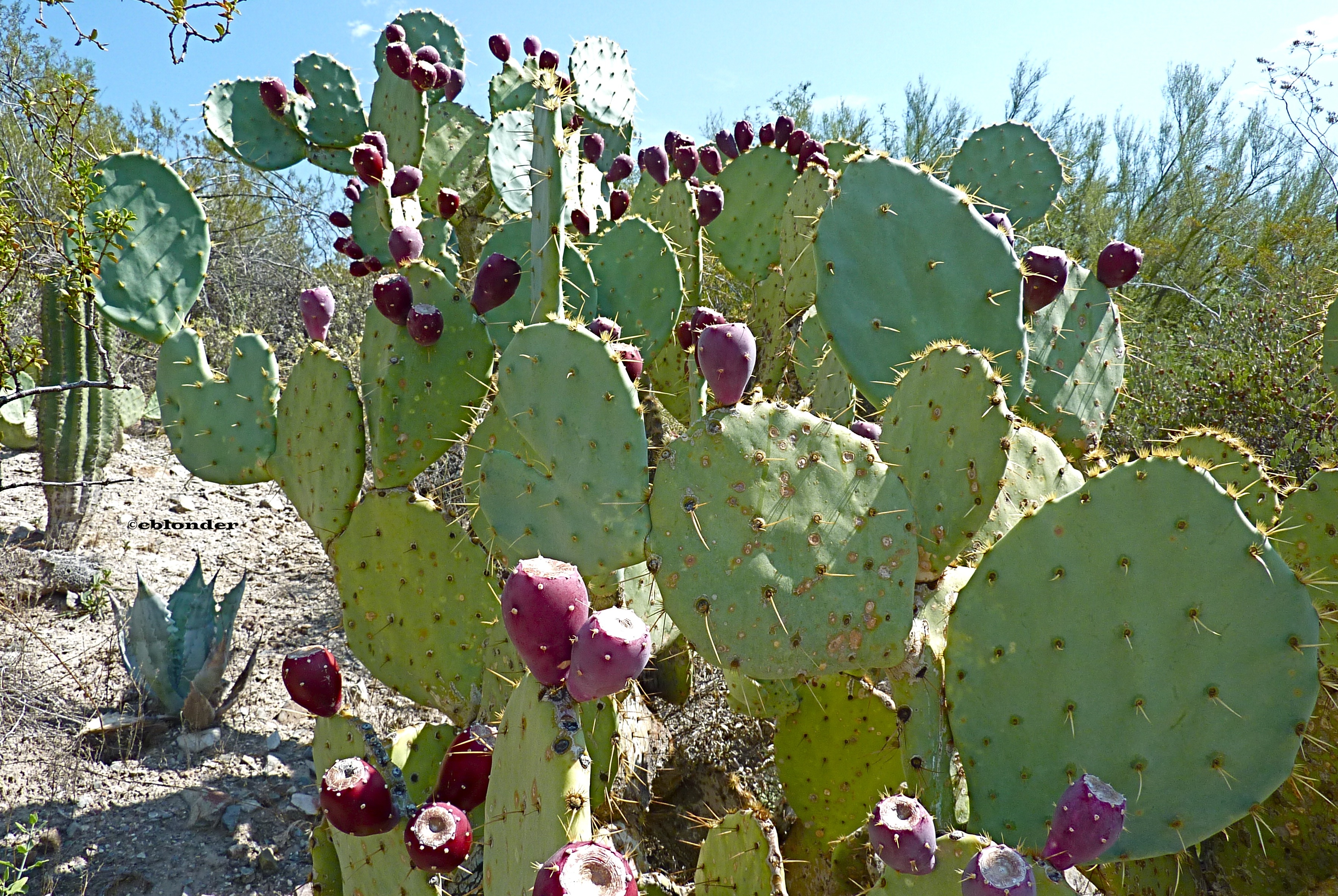 Prickly pear. Prickly Pear Cactus. Опунция вариегатная. Аризона кактусы цветут. Prickly Pear Cactus Florinda.