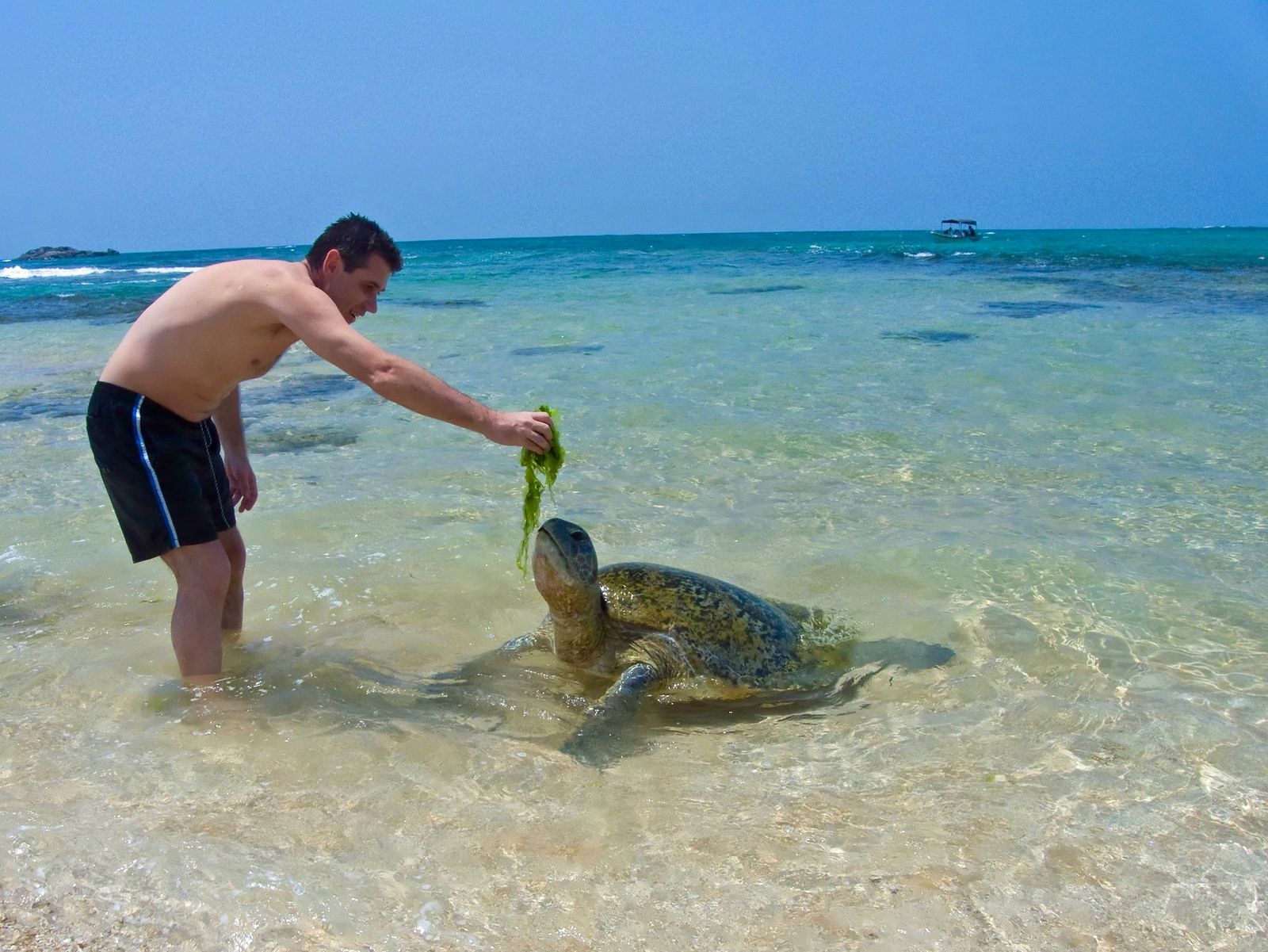 Когда ехать на шри. Пляж Хиккадува Шри Ланка. Пляж Шри Ланки Хикадува. Пляж Хиккадува Шри Ланка черепахи. Хиккадува пляж с черепахами.