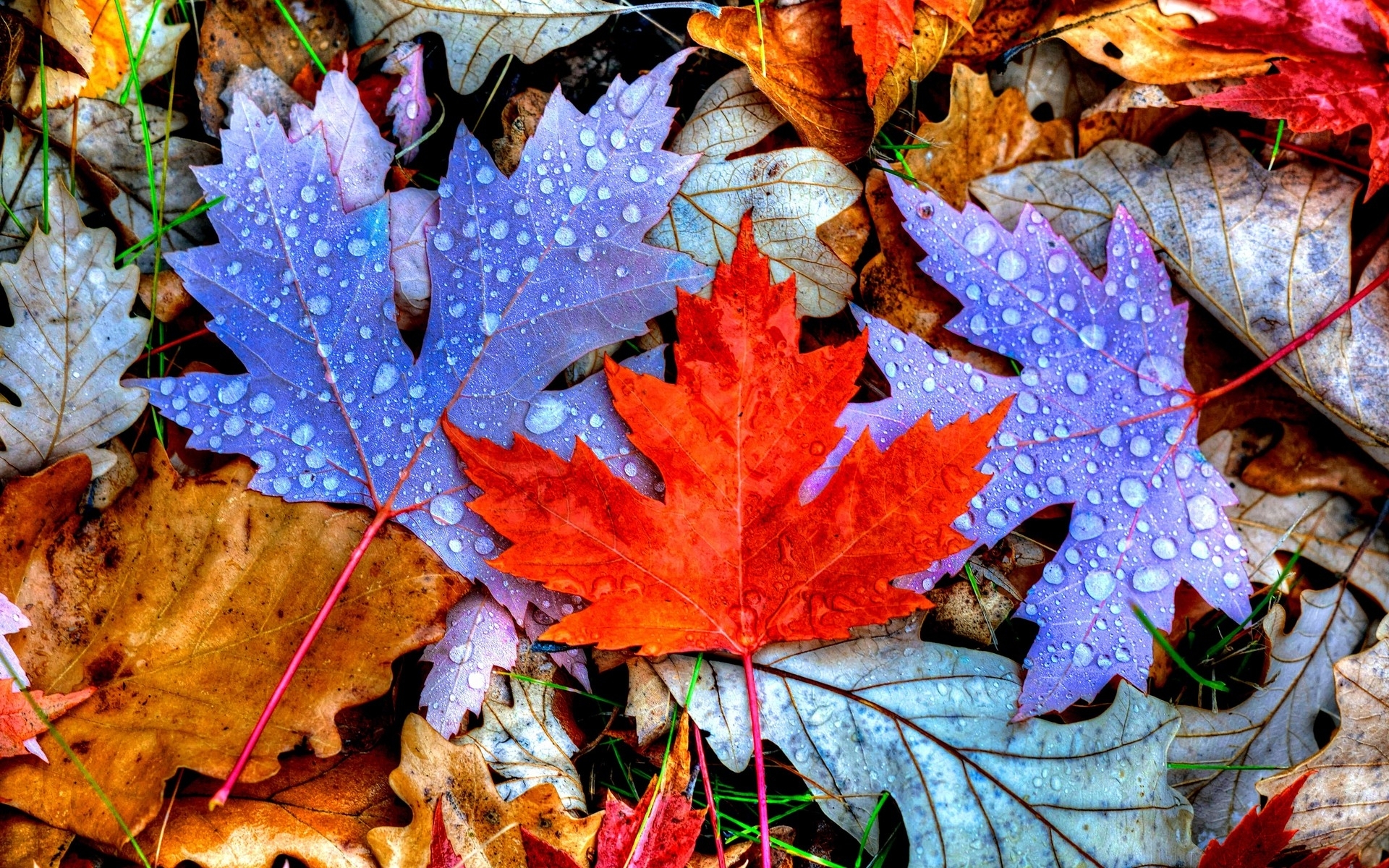 4K Colorful Leaves Wallpapers High Quality | Download Free