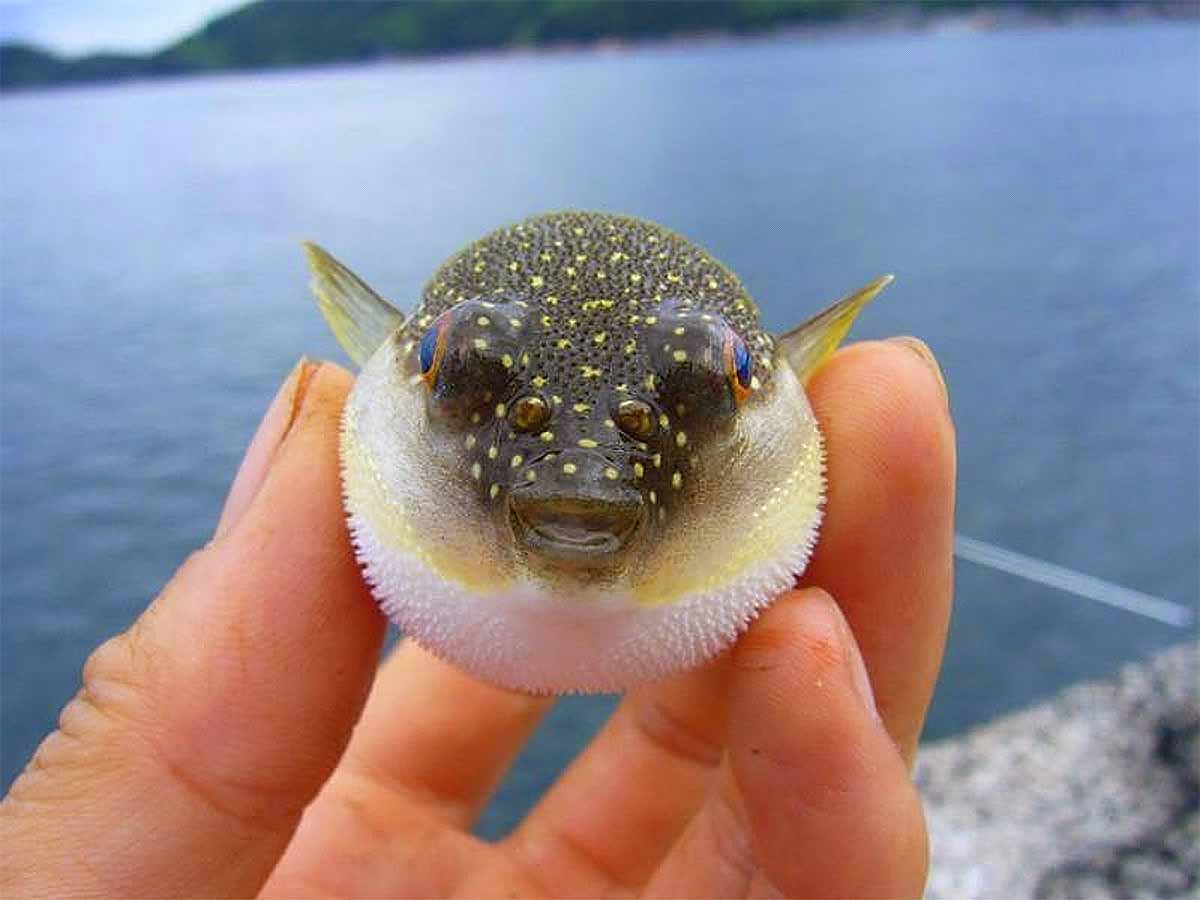 puffer fish fugu