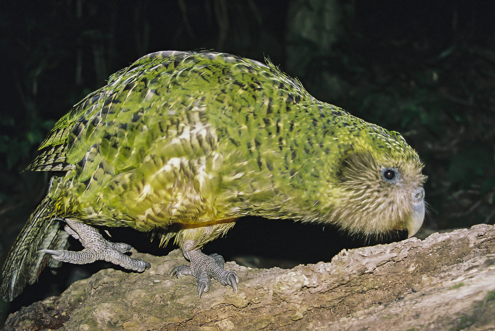 У птицы сохраняются. Попугай какапо. Новозеландский попугай какапо. Нелетающий попугай какапо. Птица какапо новая Зеландия.
