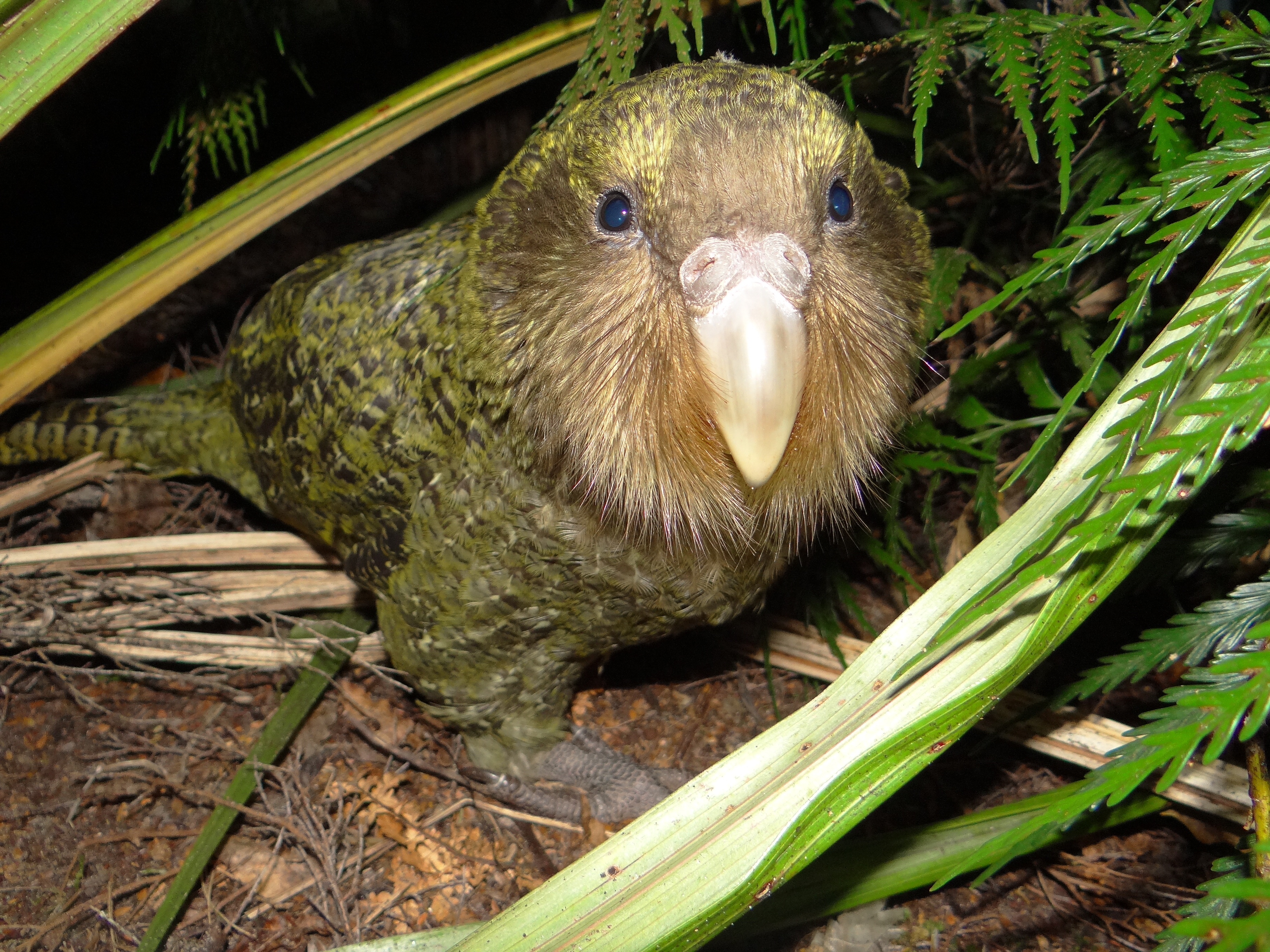 Kakapo Wallpapers High Quality | Download Free