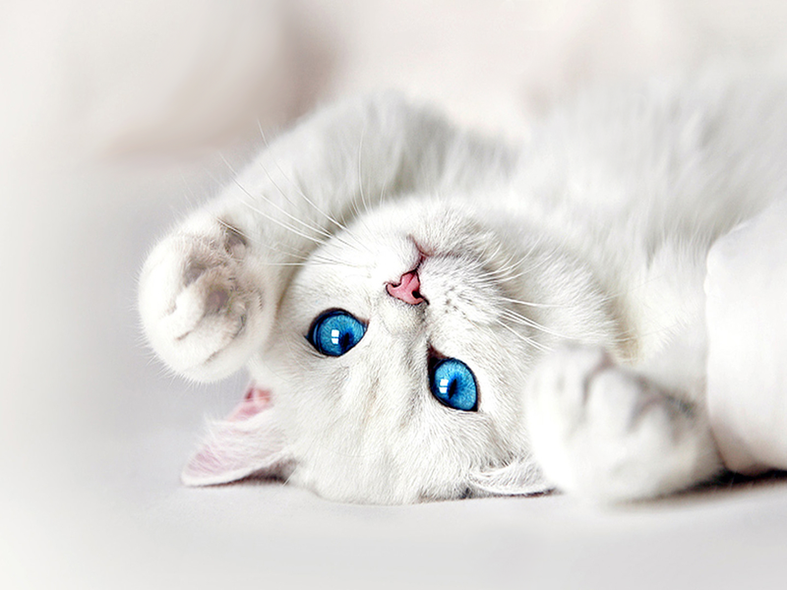 Белый котик с голубыми глазами