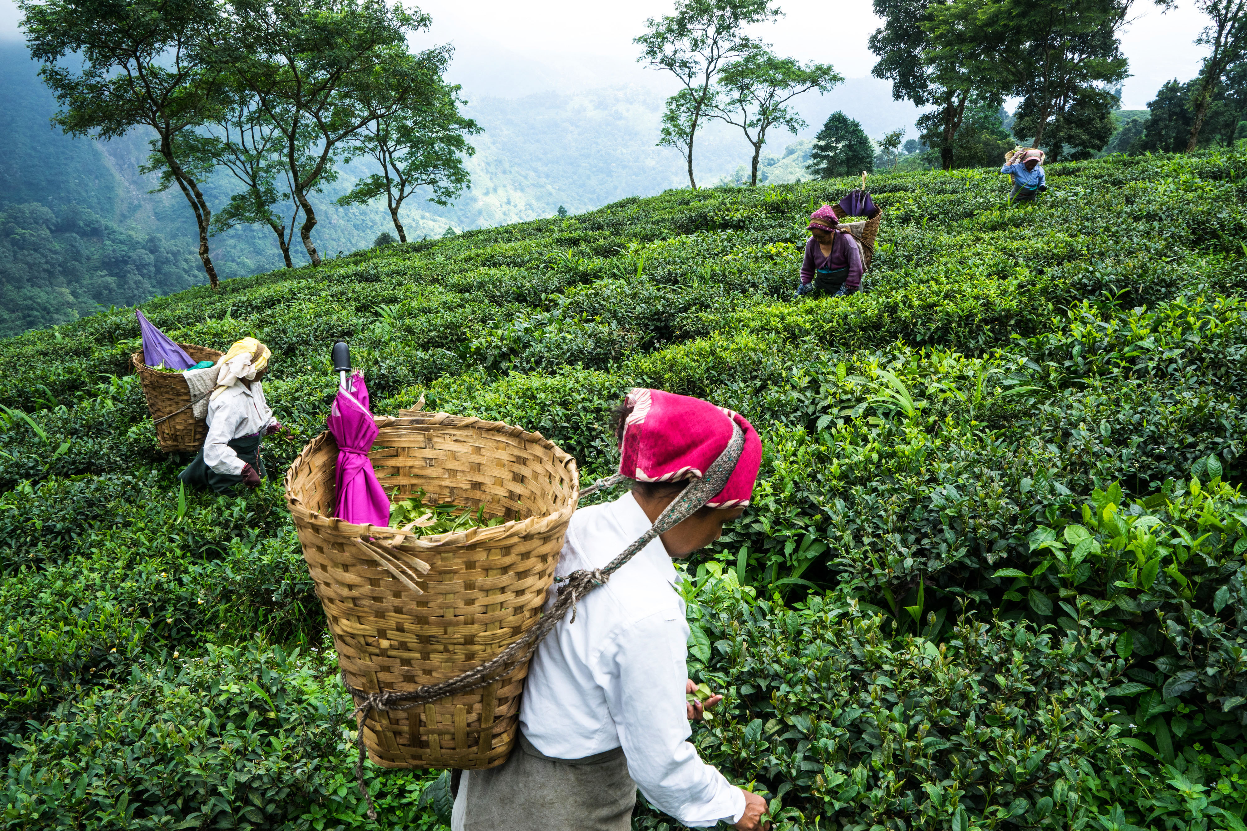 Хозяйство малайзии. Индия Дарджилинг чайные плантации. Плантации чая Ассам Индия. Плантации чая в Индии. Плантации чайные плантации Индии.