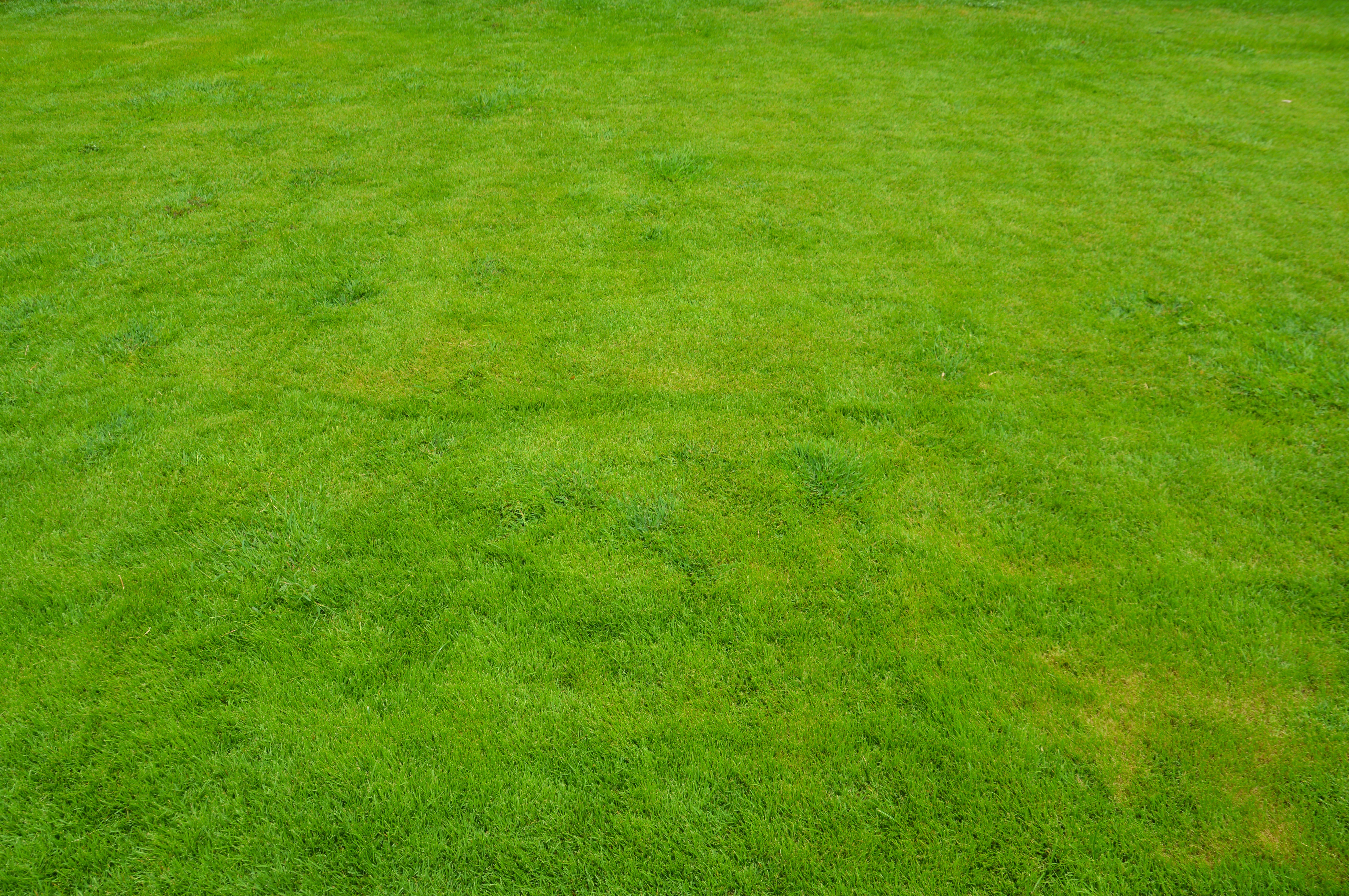 Трава для стадиона. Зеленый газон. Газон вид сверху. Газон текстура. Текстура травы.