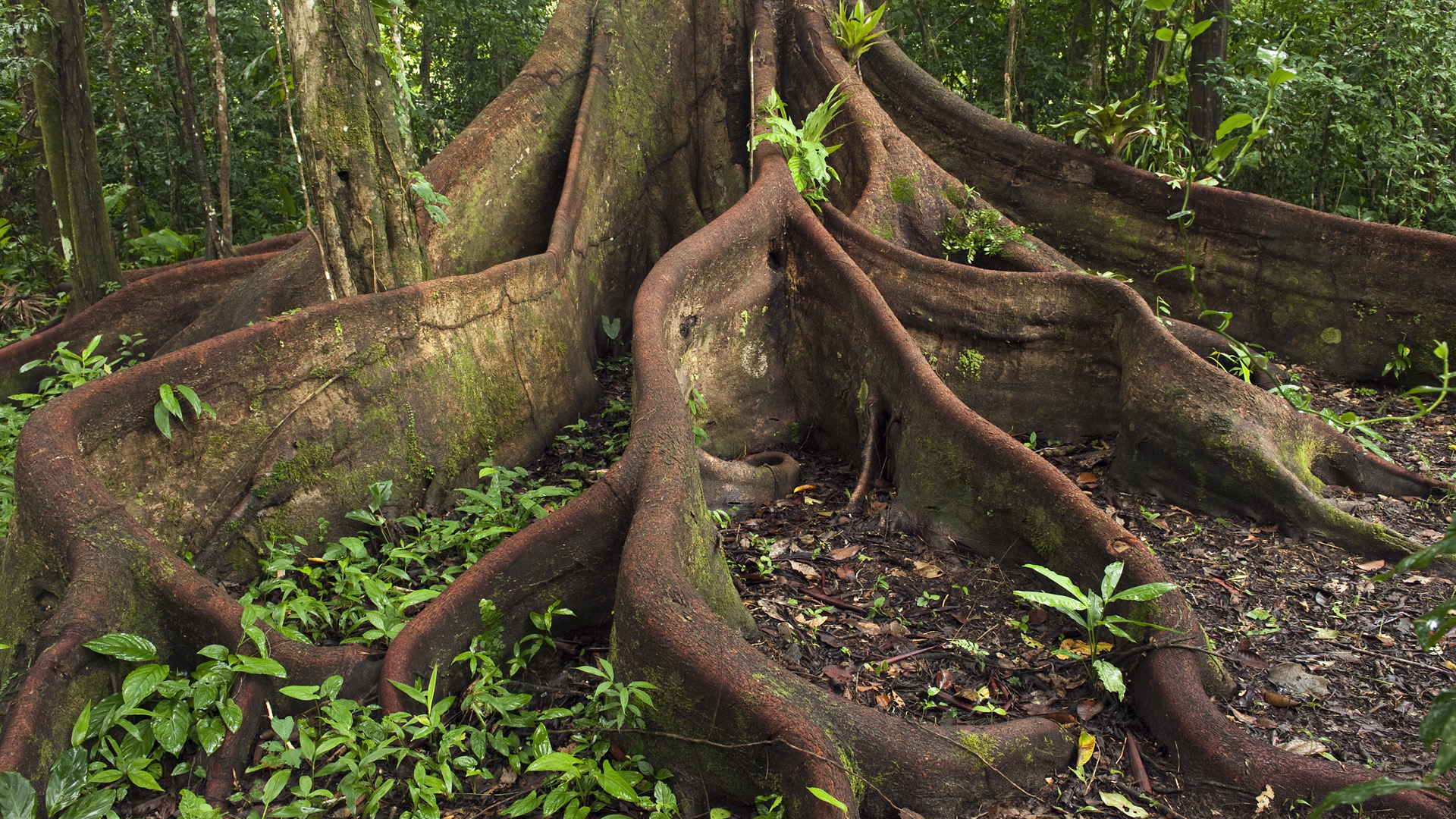 Джунглями называют. Эбеновое дерево Коста Рика. Досковидные корни фикуса. Сейба дерево. Сельва Сейба.
