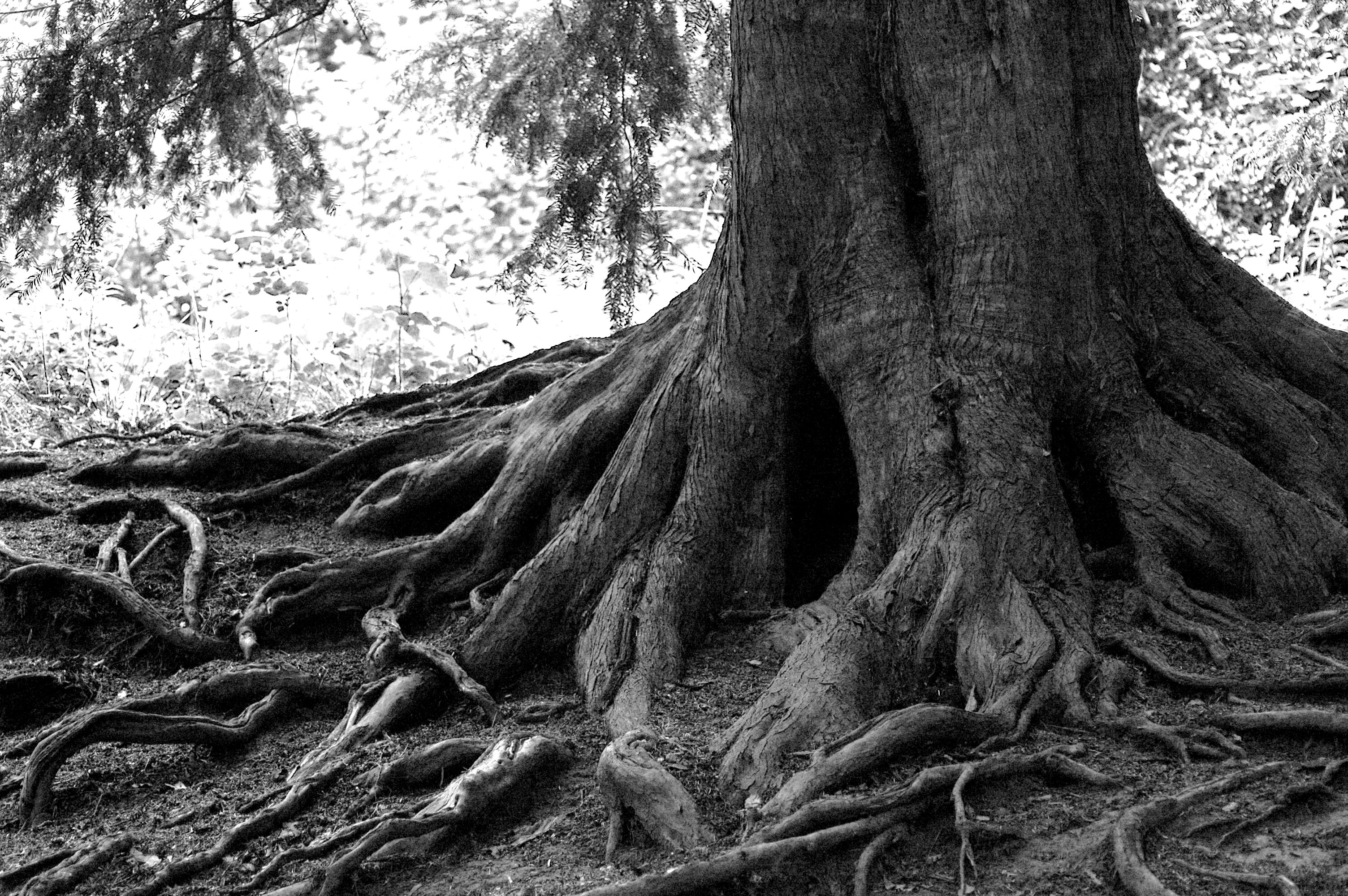 Tree Root Wallpapers High Quality | Download Free