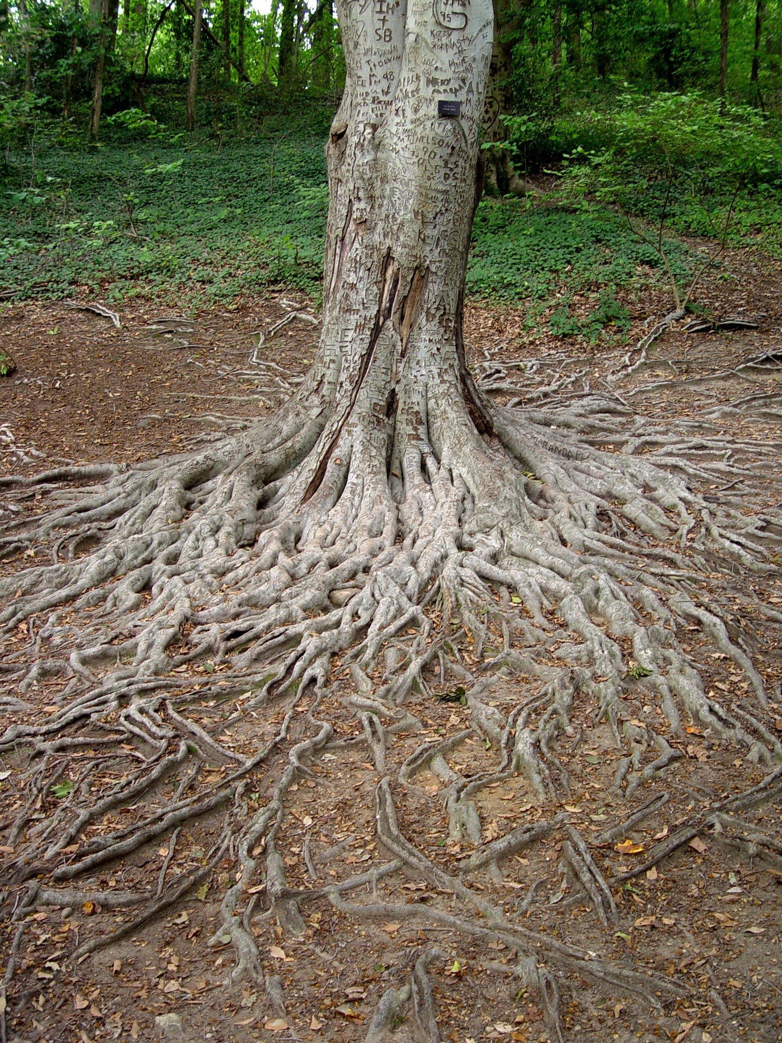 Корни большого дуба. Корень карагача. Дерево малукба. Платан дерево корневая система. Корень вяза.